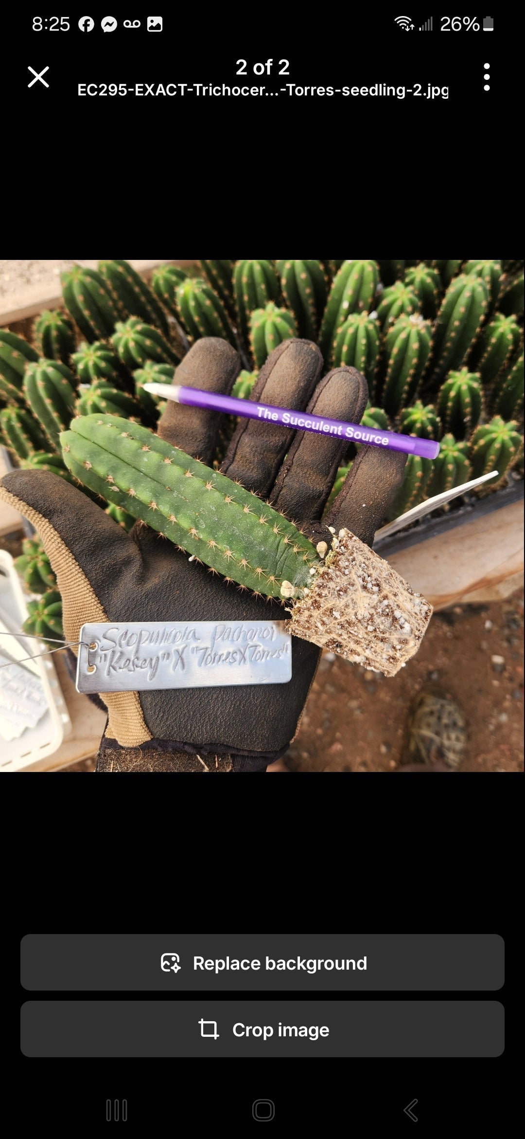 #EC377 EXACT Trichocereus Hybrid Seedling Mixed 6 Pack of Cactus 3-5”-Cactus - Large - Exact-The Succulent Source