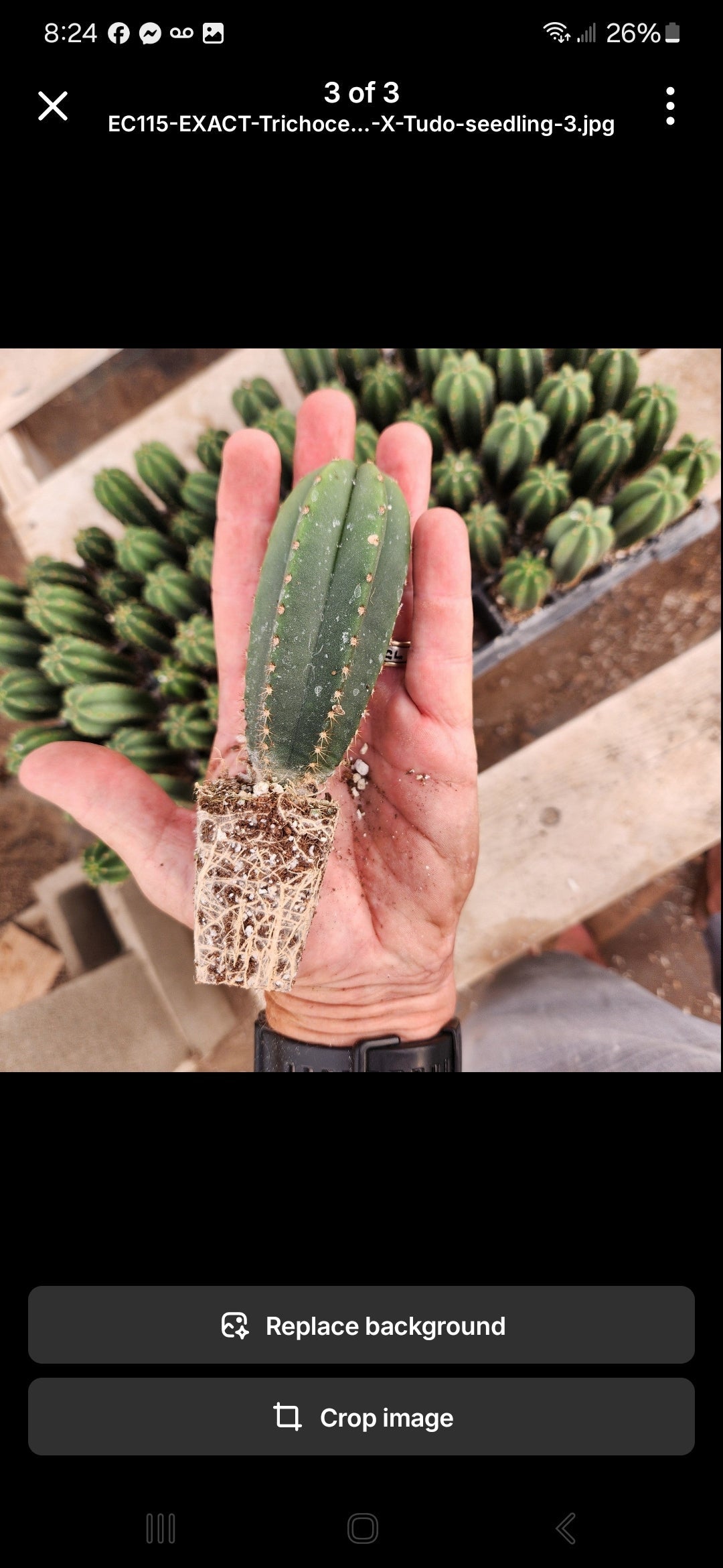 #EC377 EXACT Trichocereus Hybrid Seedling Mixed 6 Pack of Cactus 3-5”-Cactus - Large - Exact-The Succulent Source