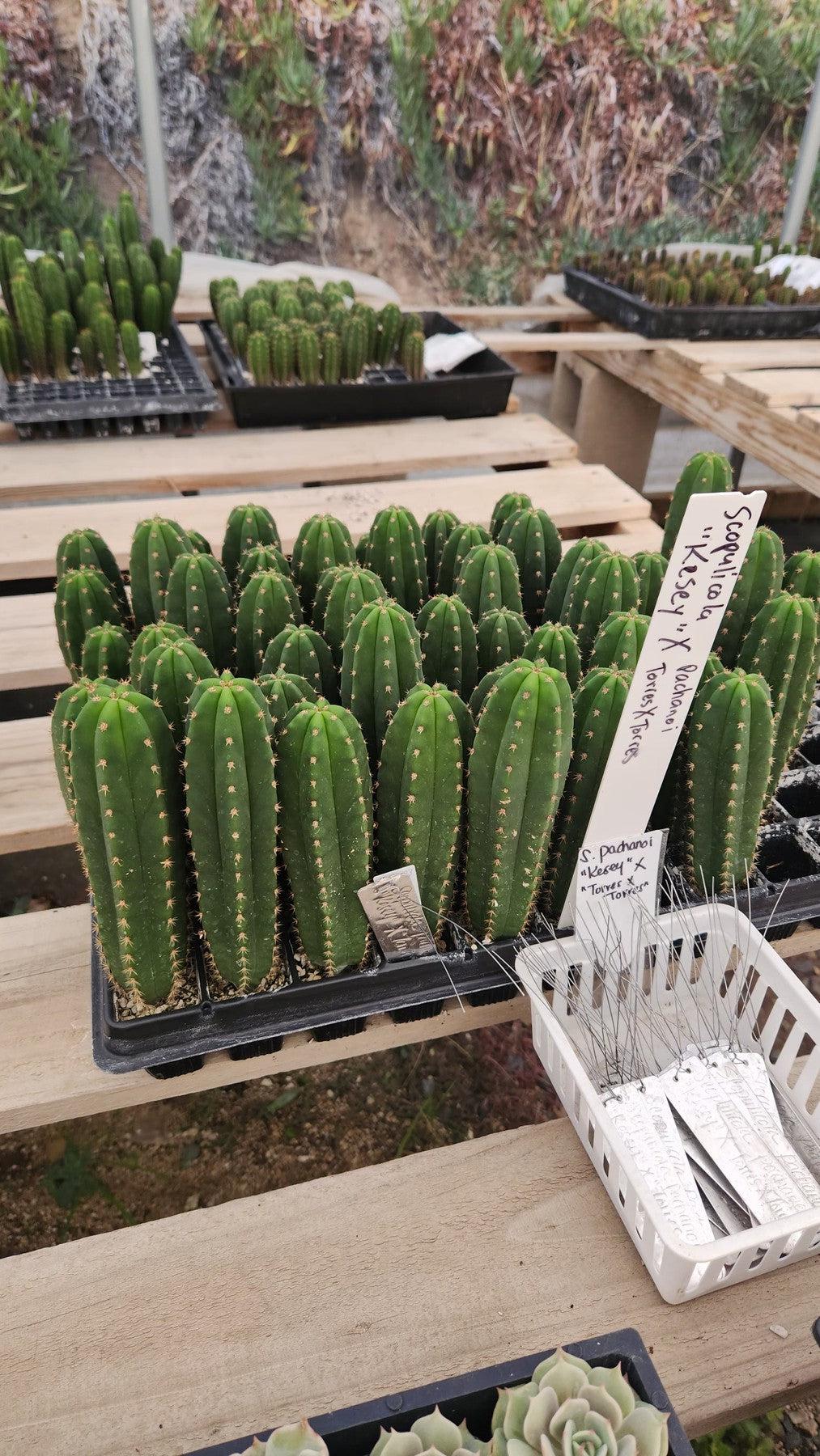 san pedro cactus new mexico #EC377 EXACT Trichocereus Hybrid Seedling Mixed 6 Pack of Cactus 3-5”