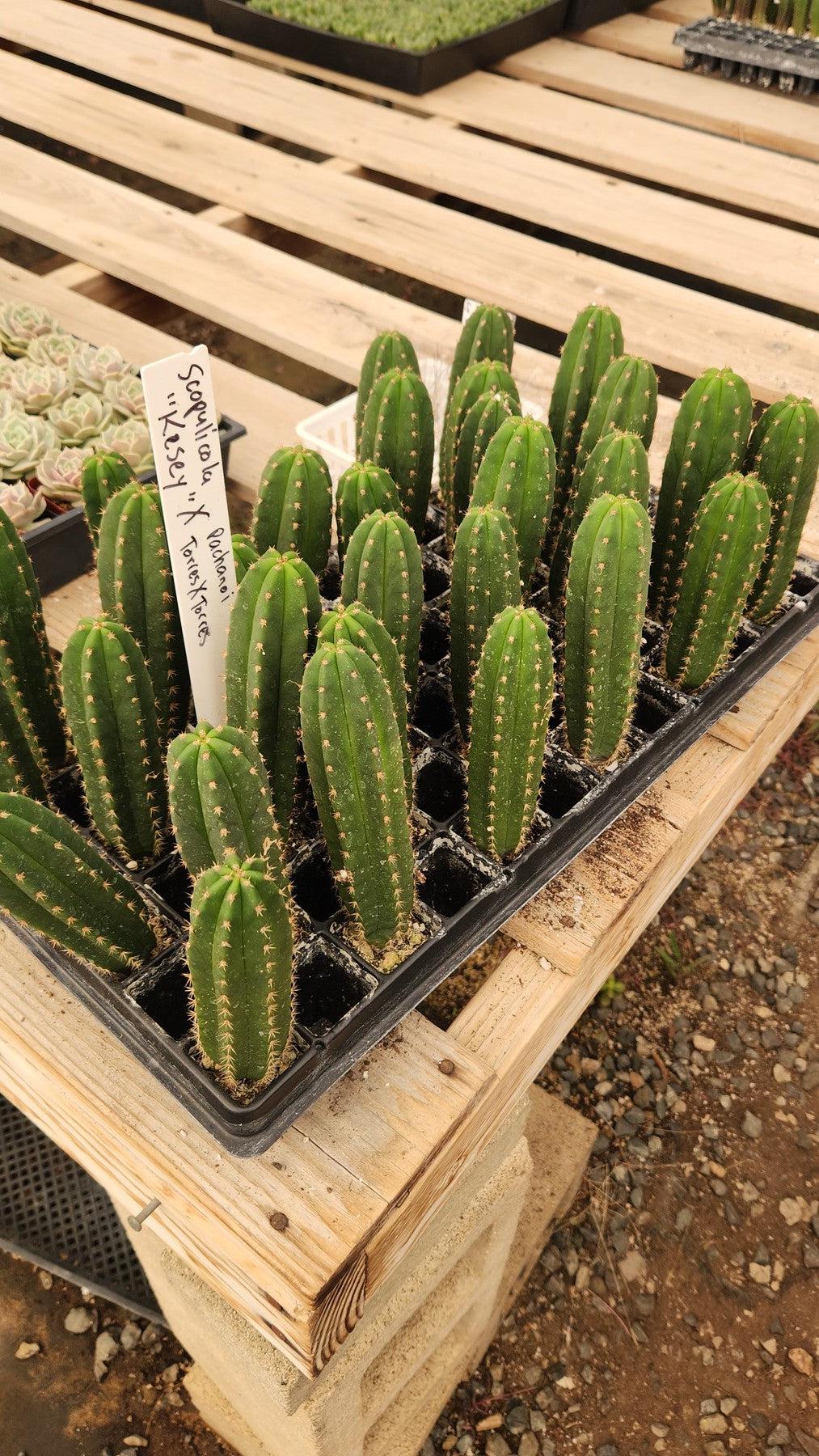 #EC377 EXACT Trichocereus Hybrid Seedling Mixed 6 Pack of Cactus 3-5”-Cactus - Large - Exact-The Succulent Source