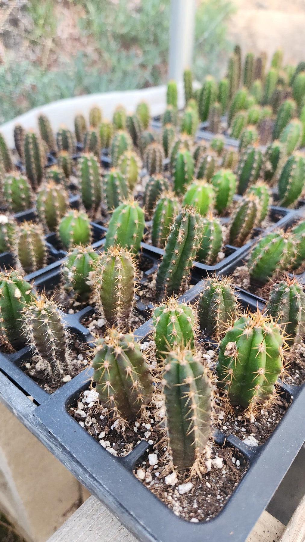 small san pedro cactus #EC377 EXACT Trichocereus Hybrid Seedling Mixed 6 Pack of Cactus 3-5”