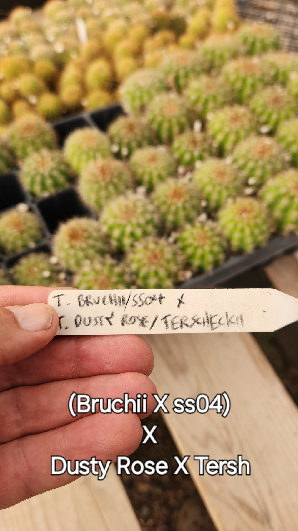 #EC377 EXACT Trichocereus Hybrid Seedling Mixed 6 Pack of Cactus 3-5”-Cactus - Large - Exact-The Succulent Source