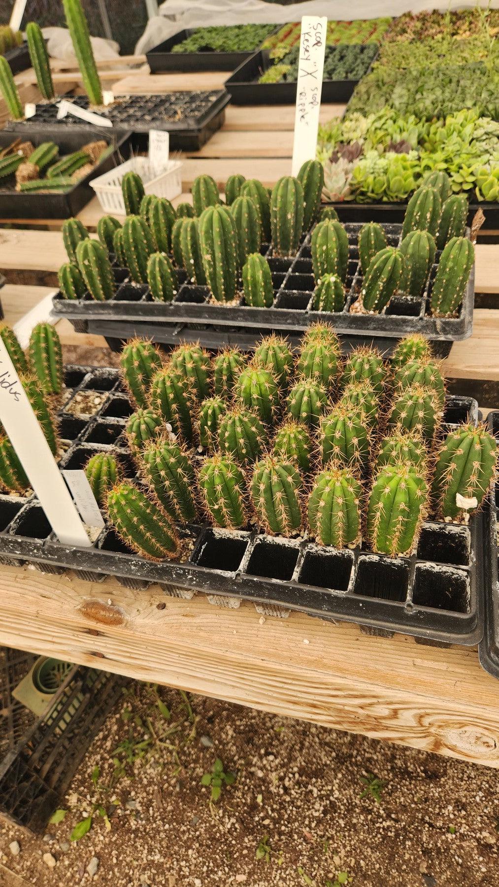 #EC377 EXACT Trichocereus Hybrid Seedling Mixed 6 Pack of Cactus 3-5”-Cactus - Large - Exact-The Succulent Source