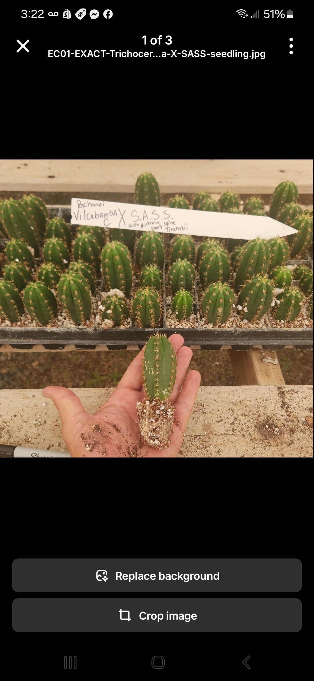 #EC377 EXACT Trichocereus Hybrid Seedling Mixed 6 Pack of Cactus 3-5”-Cactus - Large - Exact-The Succulent Source