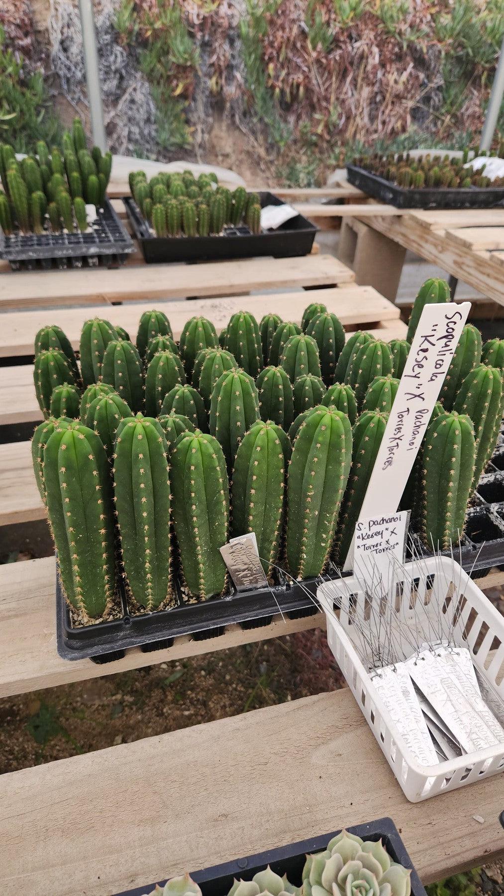 #EC377 EXACT Trichocereus Hybrid Seedling Mixed 6 Pack of Cactus 3-5”-Cactus - Large - Exact-The Succulent Source