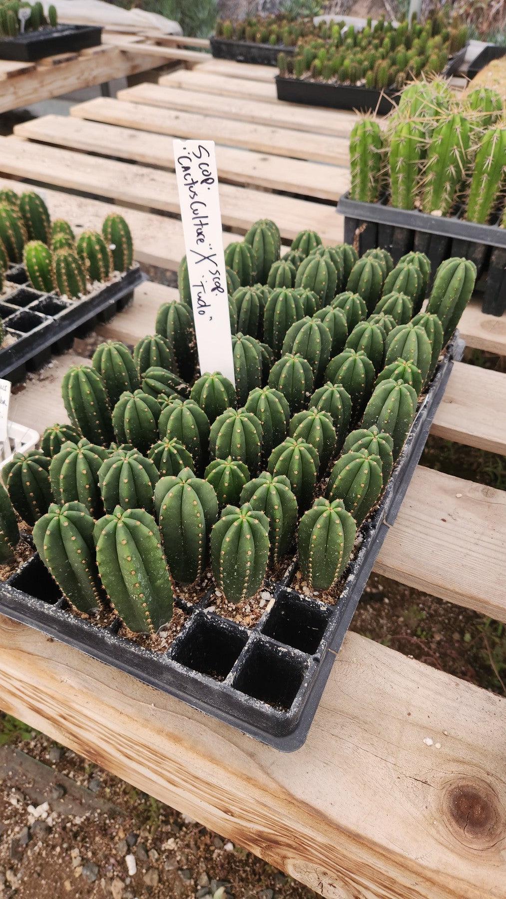 #EC377 EXACT Trichocereus Hybrid Seedling Mixed 6 Pack of Cactus 3-5”-Cactus - Large - Exact-The Succulent Source