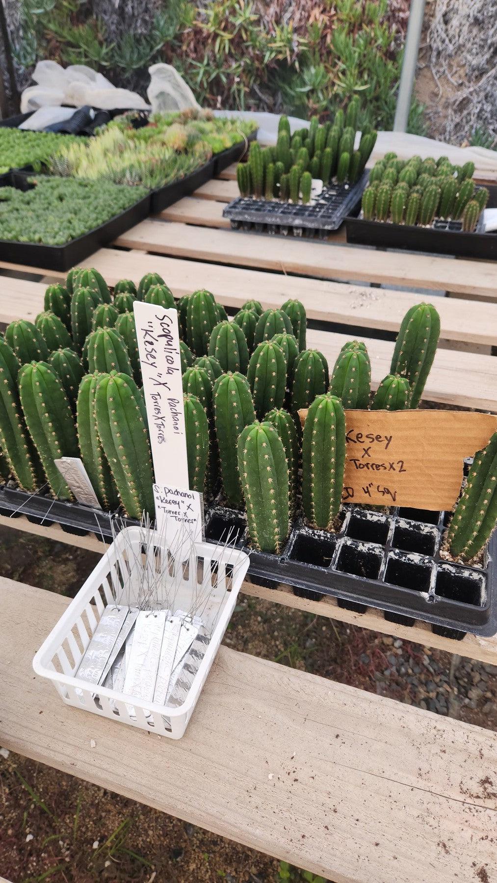 #EC377 EXACT Trichocereus Hybrid Seedling Mixed 6 Pack of Cactus 3-5”-Cactus - Large - Exact-The Succulent Source