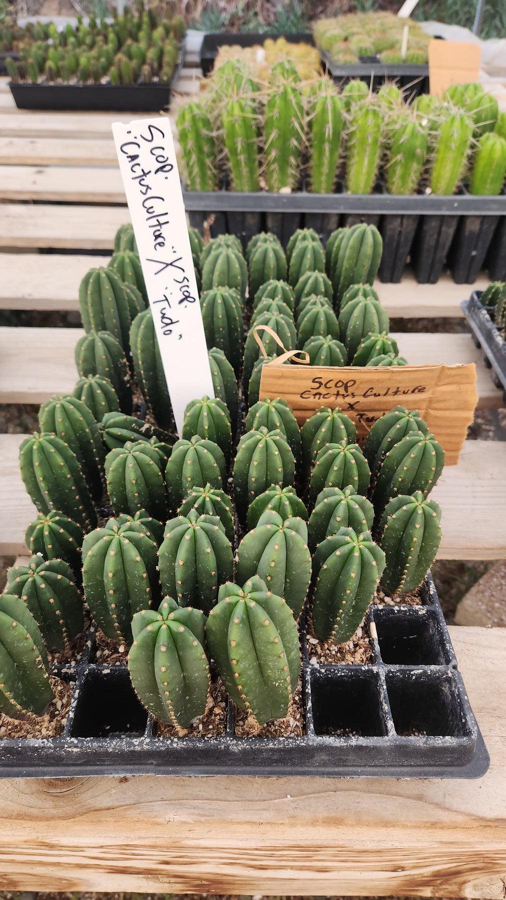 #EC377 EXACT Trichocereus Hybrid Seedling Mixed 6 Pack of Cactus 3-5”-Cactus - Large - Exact-The Succulent Source