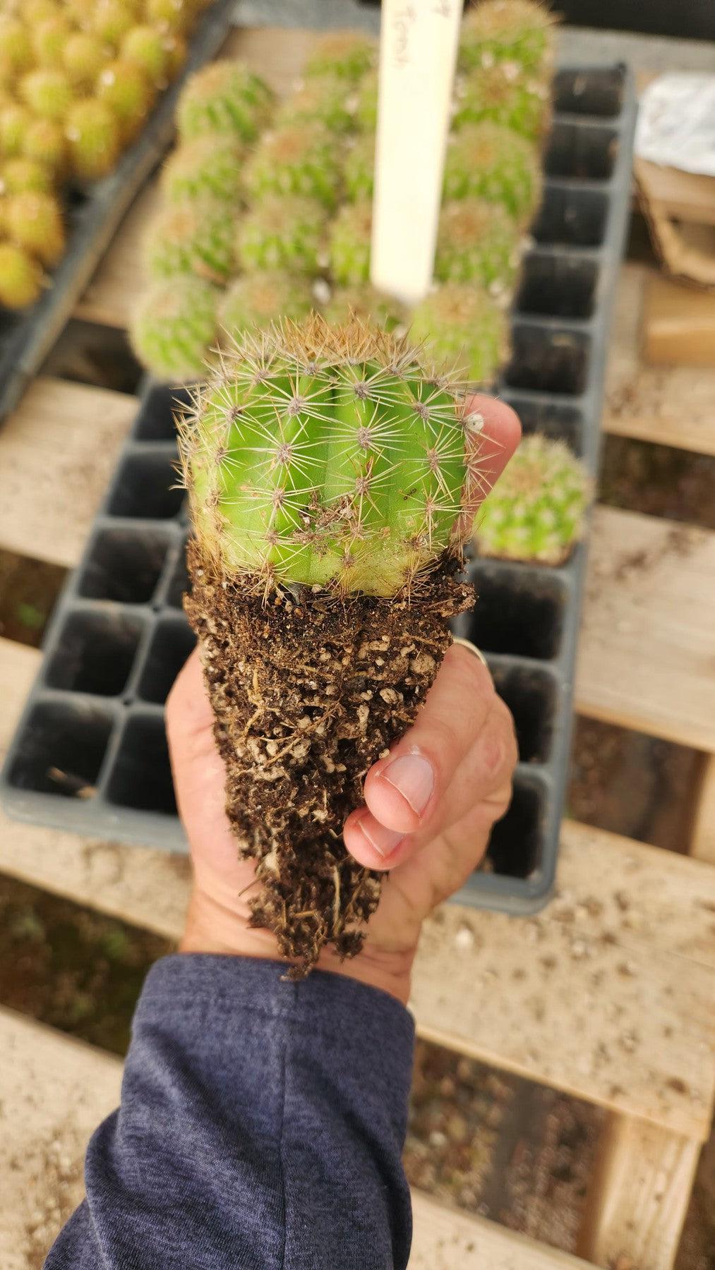 #EC377 EXACT Trichocereus Hybrid Seedling Mixed 6 Pack of Cactus 3-5”-Cactus - Large - Exact-The Succulent Source