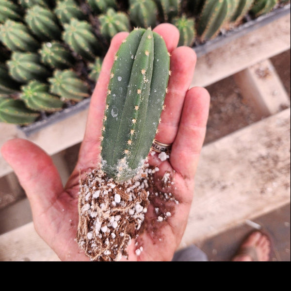 San Pedro Cactus for Sale Trichocereus - #EC377 EXACT Trichocereus