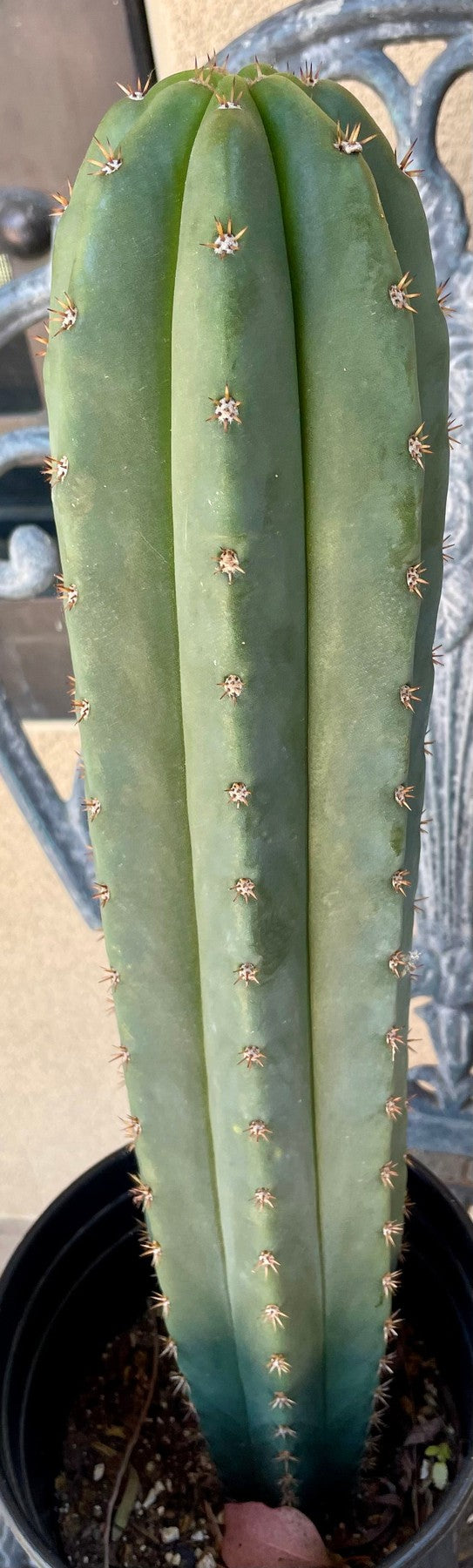 #EC378 EXACT Trichocereus Hybrid Dr.G Scop X Peruvianus PB3 Cactus 17”-Cactus - Large - Exact-The Succulent Source