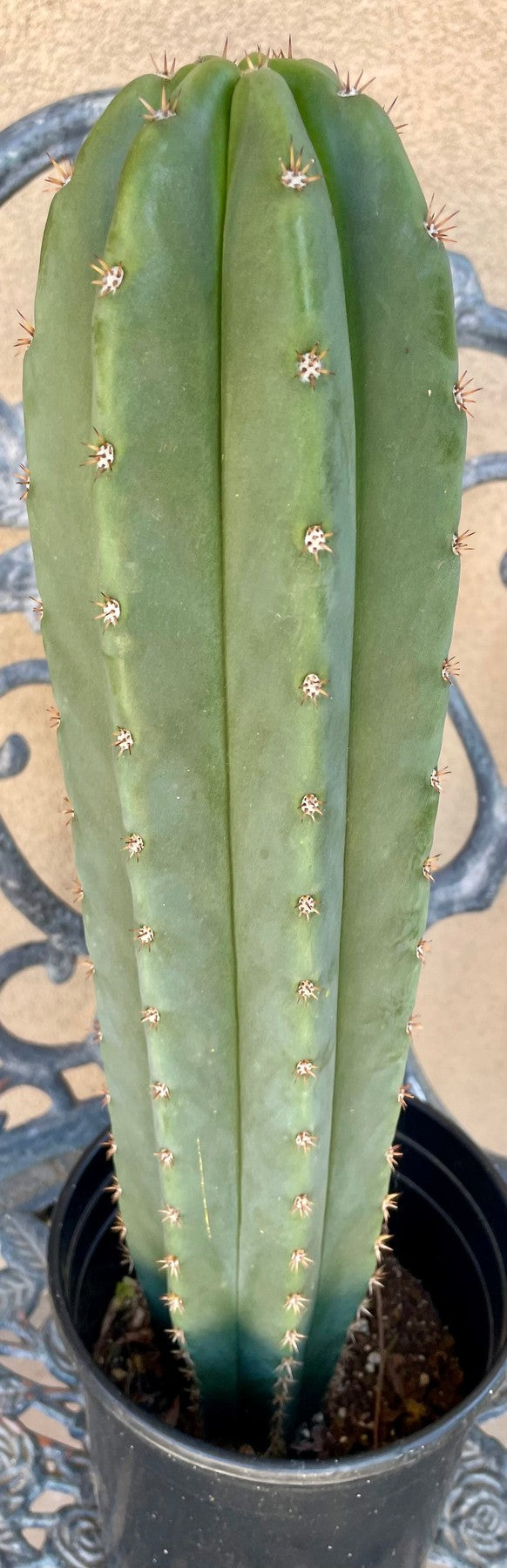 #EC378 EXACT Trichocereus Hybrid Dr.G Scop X Peruvianus PB3 Cactus 17”-Cactus - Large - Exact-The Succulent Source