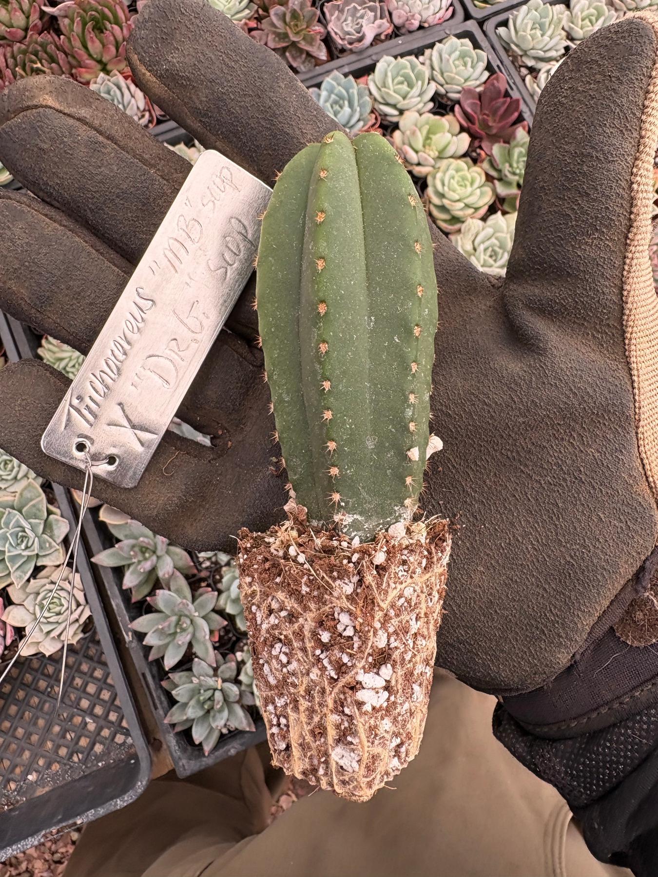 #EC378 EXACT Trichocereus Hybrid MB Scop X Dr.G Scop Cactus Seedling Cactus 3”-Cactus - Large - Exact-The Succulent Source