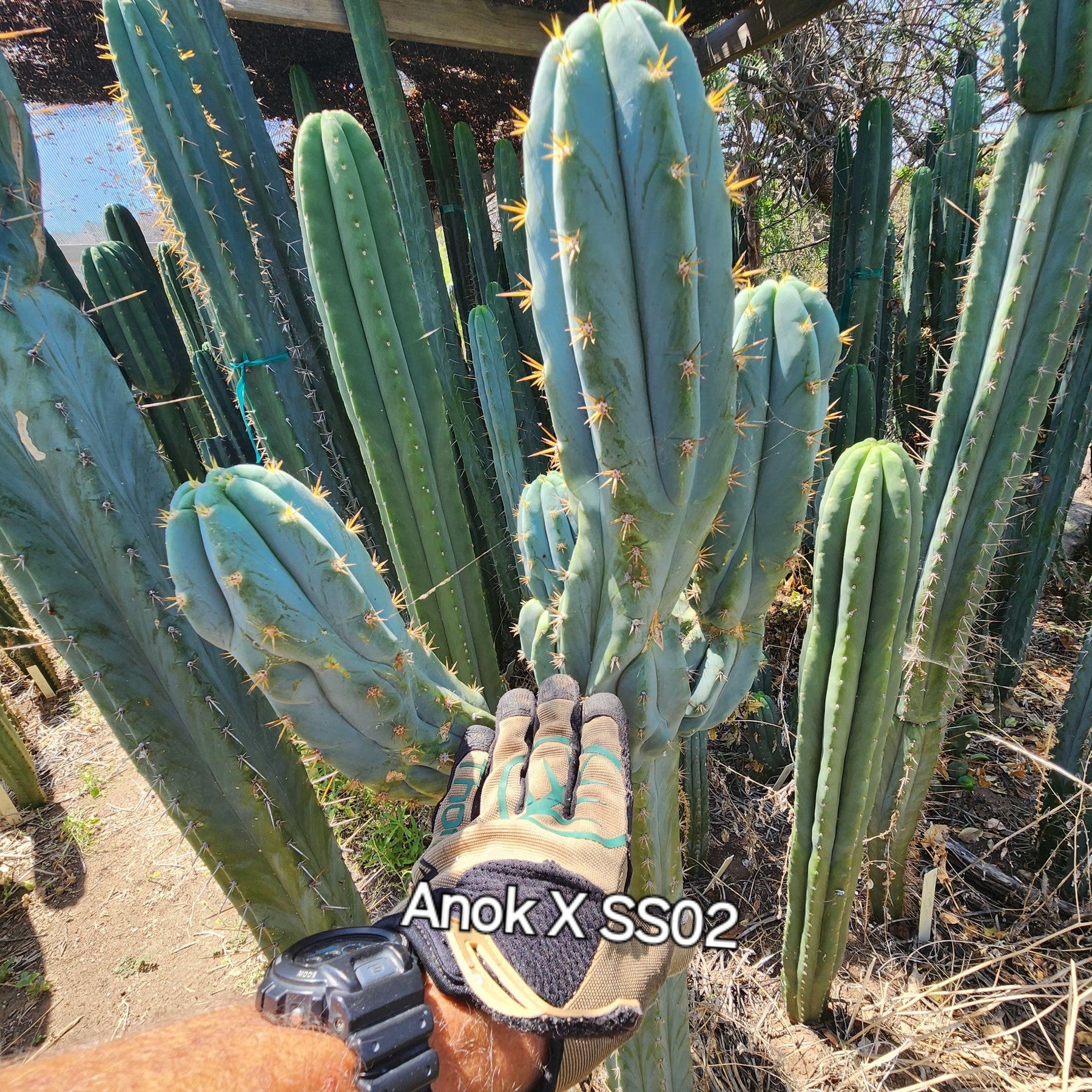 サンヨー Cacti サンヨー Cacti