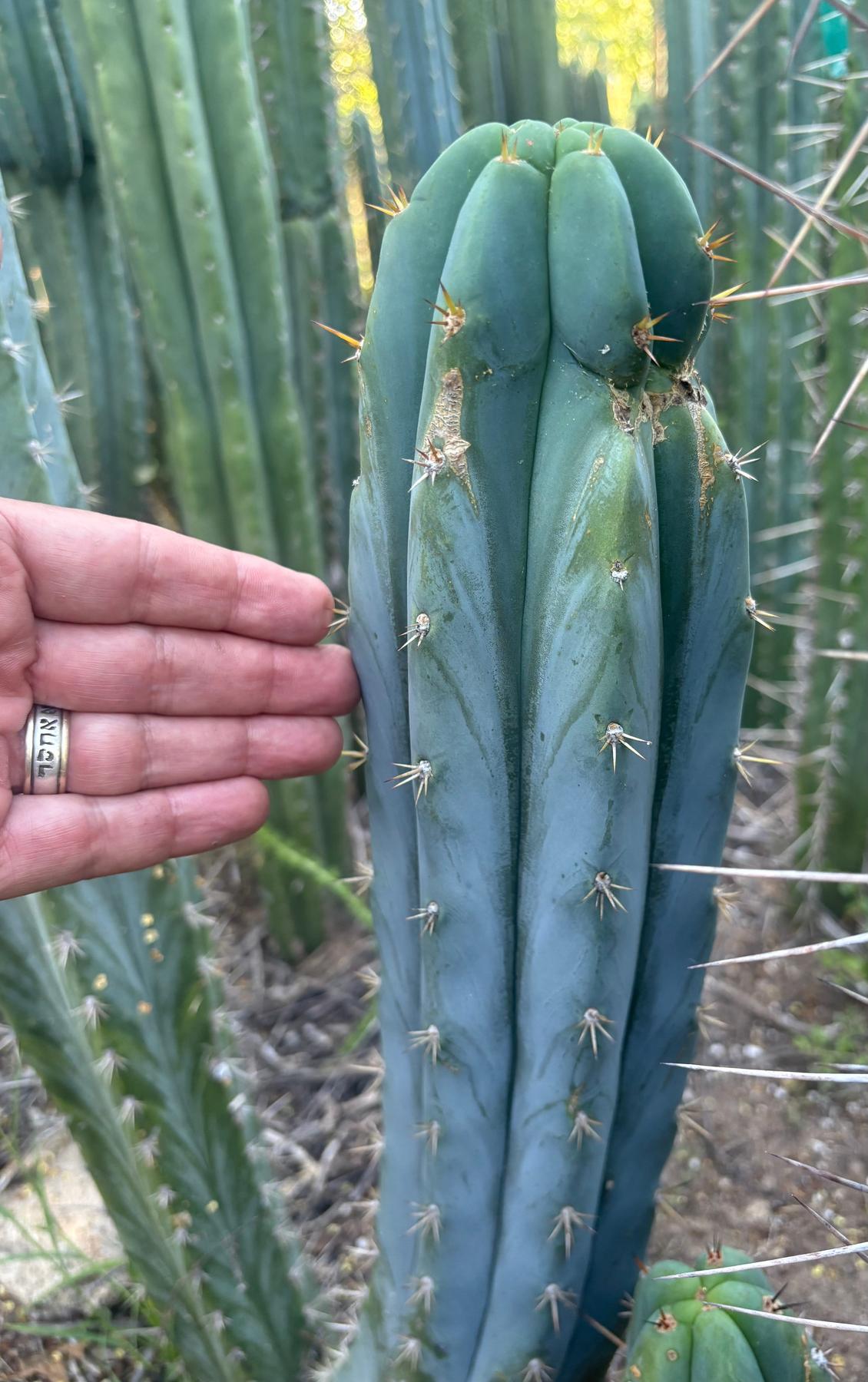 EC379 EXACT Trichocereus Hybrid Anok X SS02 Cactus Cutting 7-8