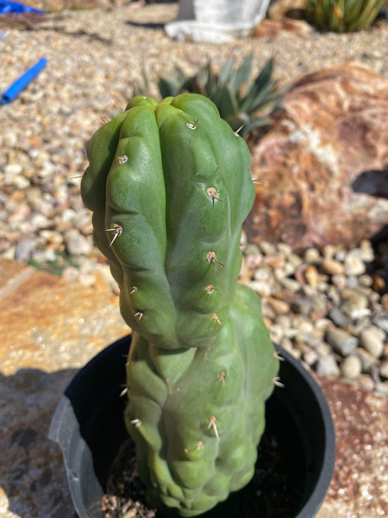 #EC38 EXACT Trichocereus Pachanoi Monstrose TPM Cactus 12