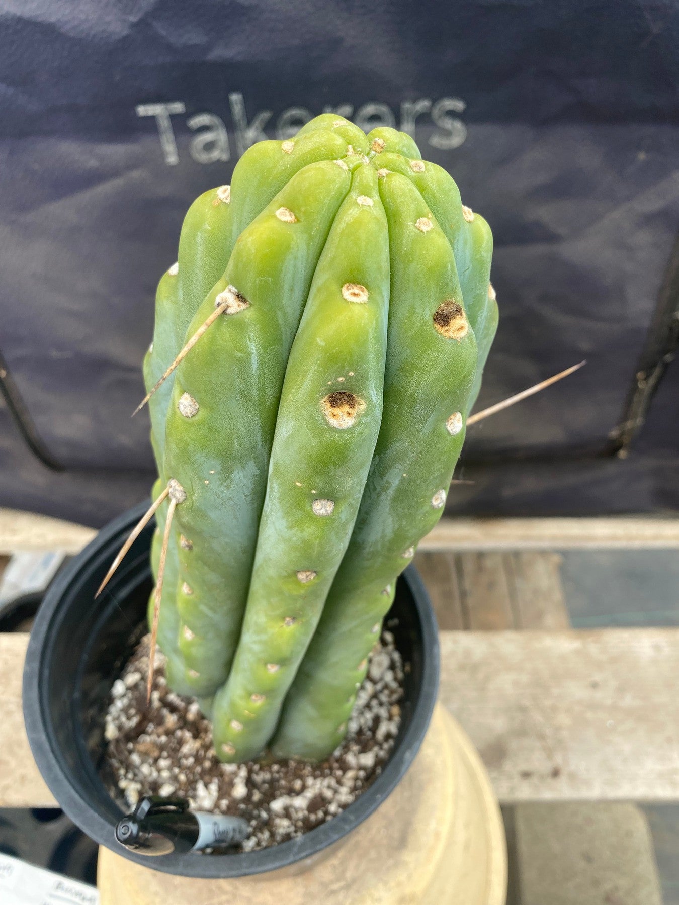 #EC380 EXACT (species) Ornamental Cactus (11)-Cactus - Large - Exact-The Succulent Source