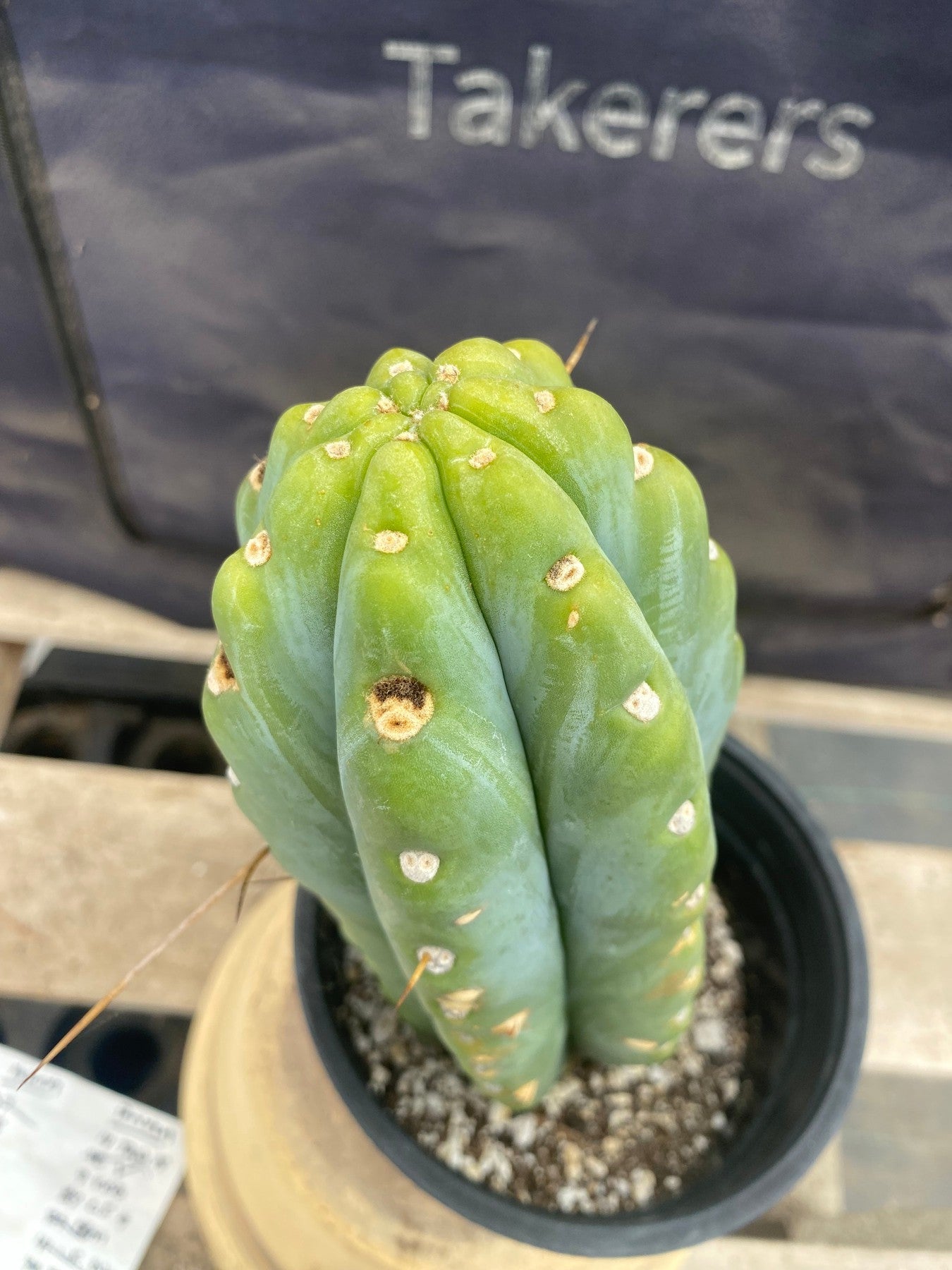 #EC380 EXACT (species) Ornamental Cactus (11)-Cactus - Large - Exact-The Succulent Source