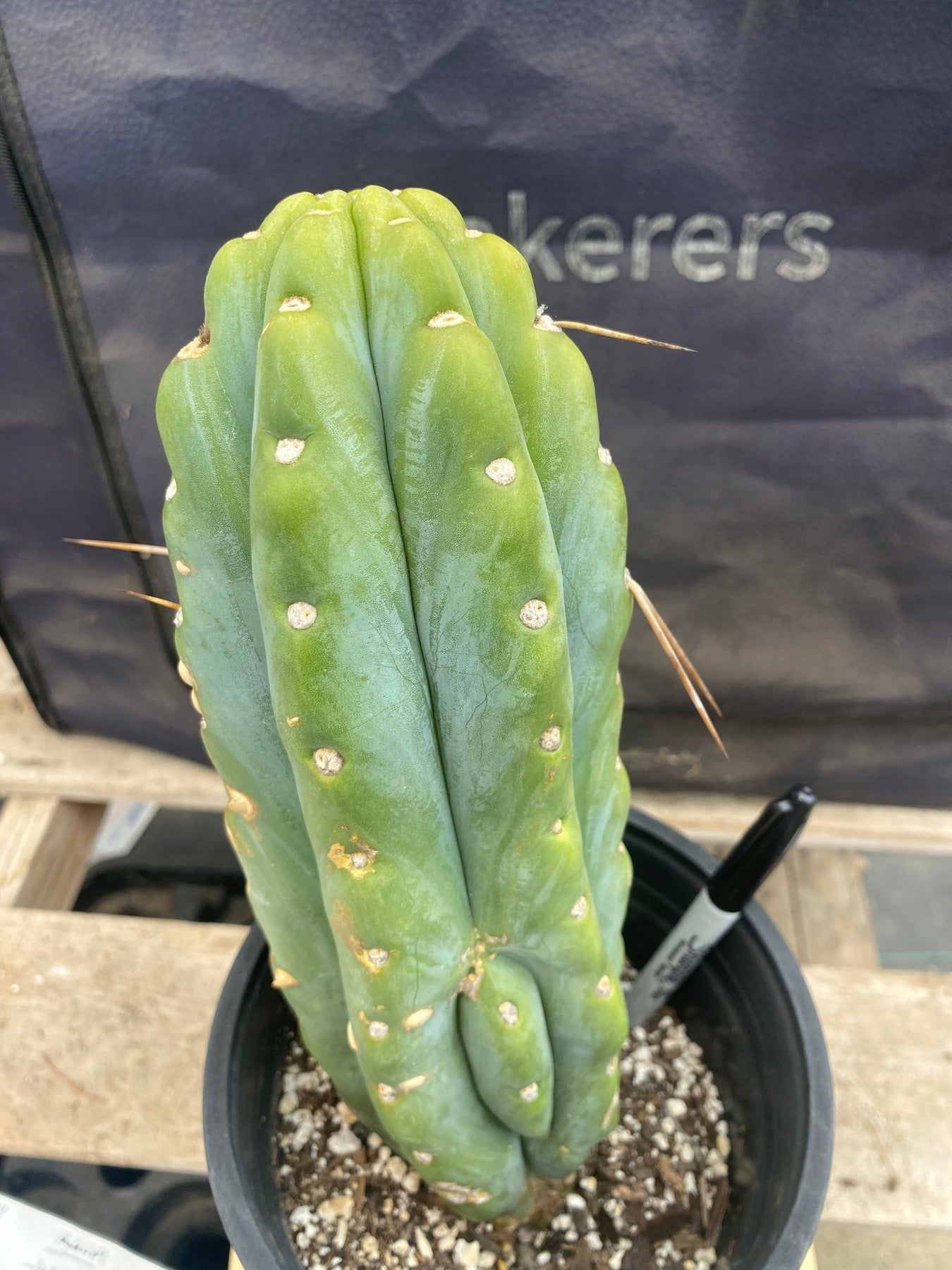 #EC380 EXACT (species) Ornamental Cactus (11)-Cactus - Large - Exact-The Succulent Source