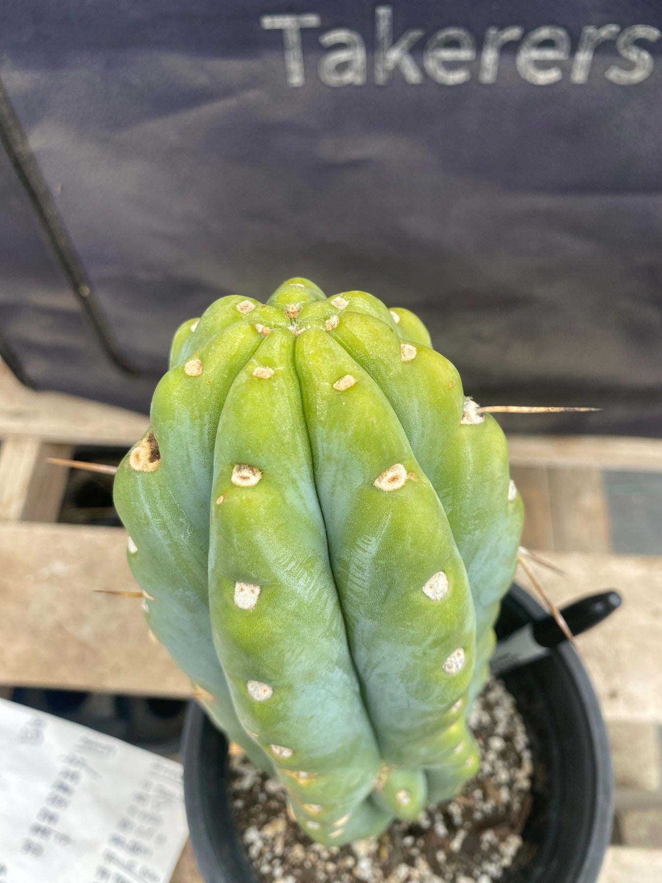 #EC380 EXACT (species) Ornamental Cactus (11)-Cactus - Large - Exact-The Succulent Source