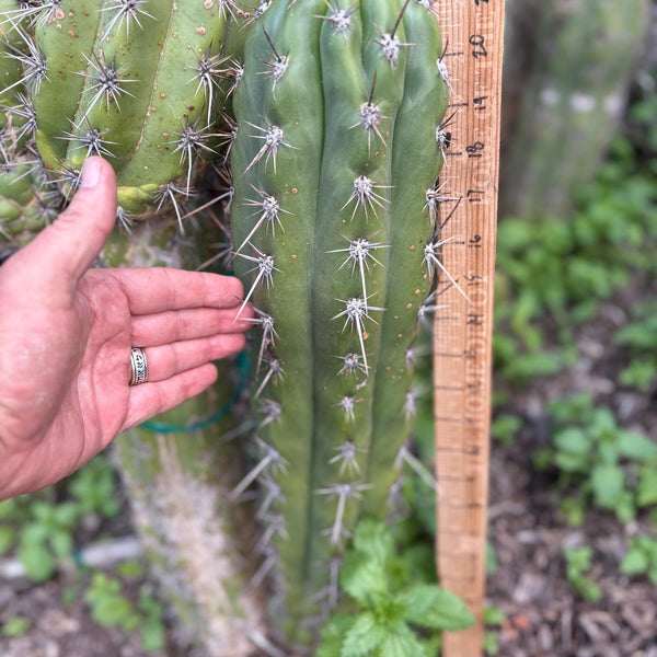 専用 1kg Trichocereus peruvianus /トップカット 専用 1kg