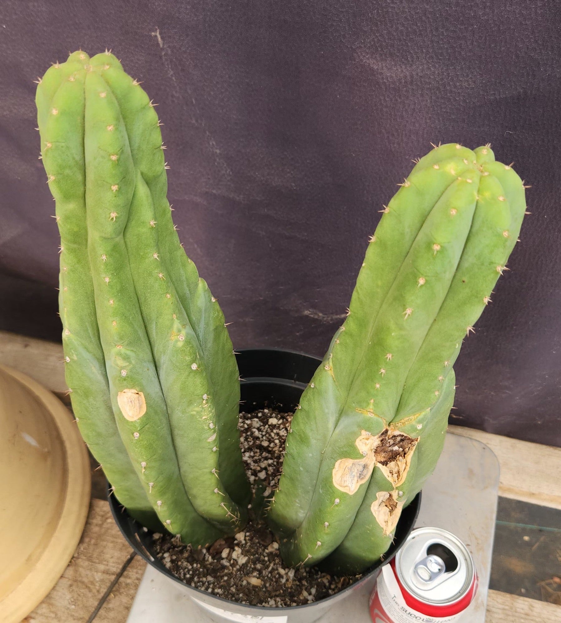 #EC381 EXACT Trichocereus Pachanoi Ornamental Cactus 16, 15”-Cactus - Large - Exact-The Succulent Source