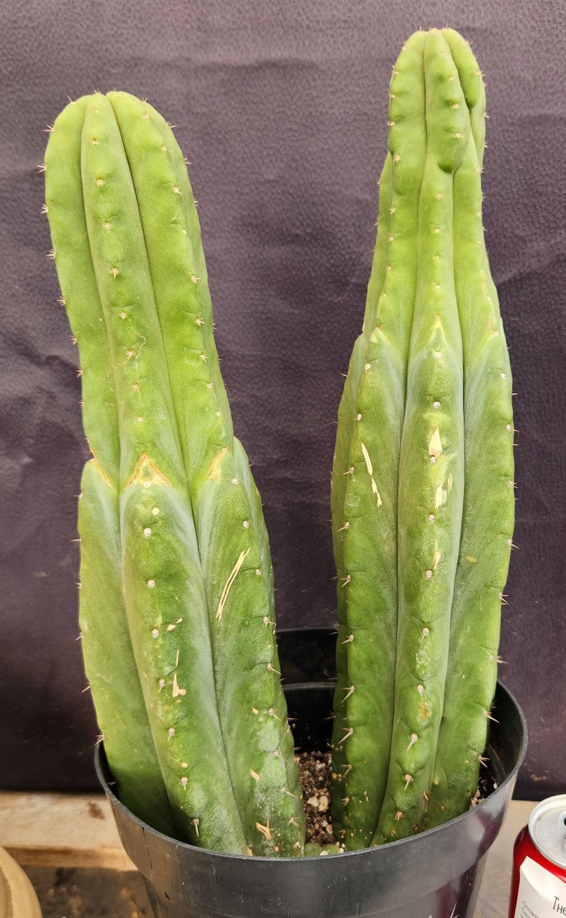 #EC381 EXACT Trichocereus Pachanoi Ornamental Cactus 16, 15”-Cactus - Large - Exact-The Succulent Source