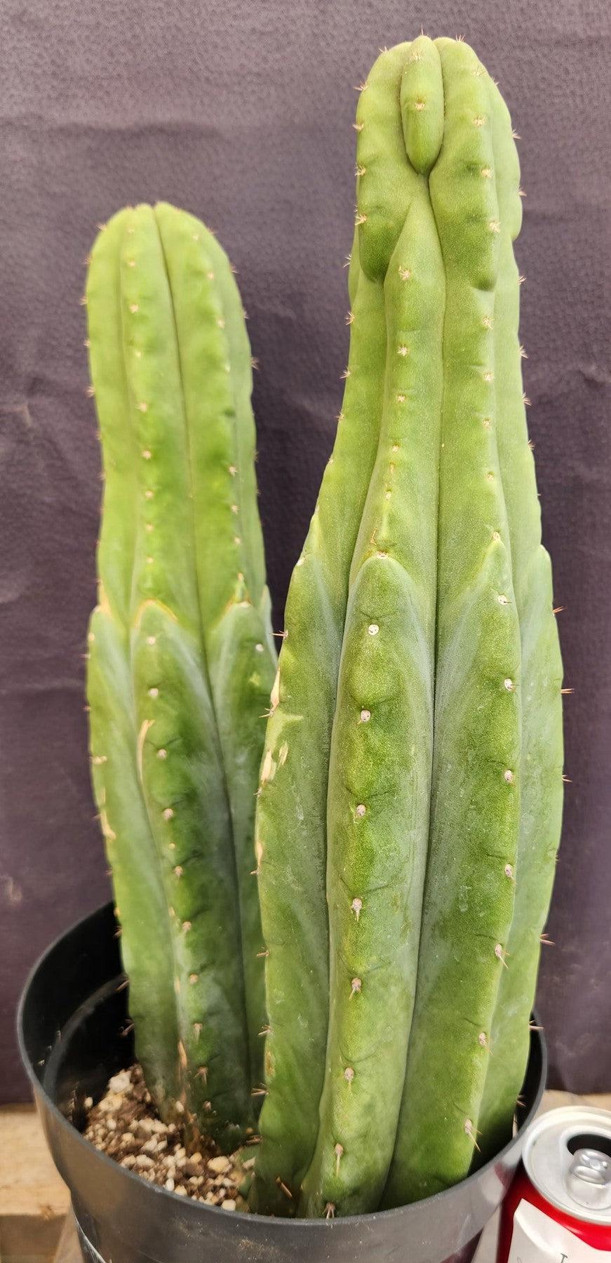 #EC381 EXACT Trichocereus Pachanoi Ornamental Cactus 16, 15”-Cactus - Large - Exact-The Succulent Source