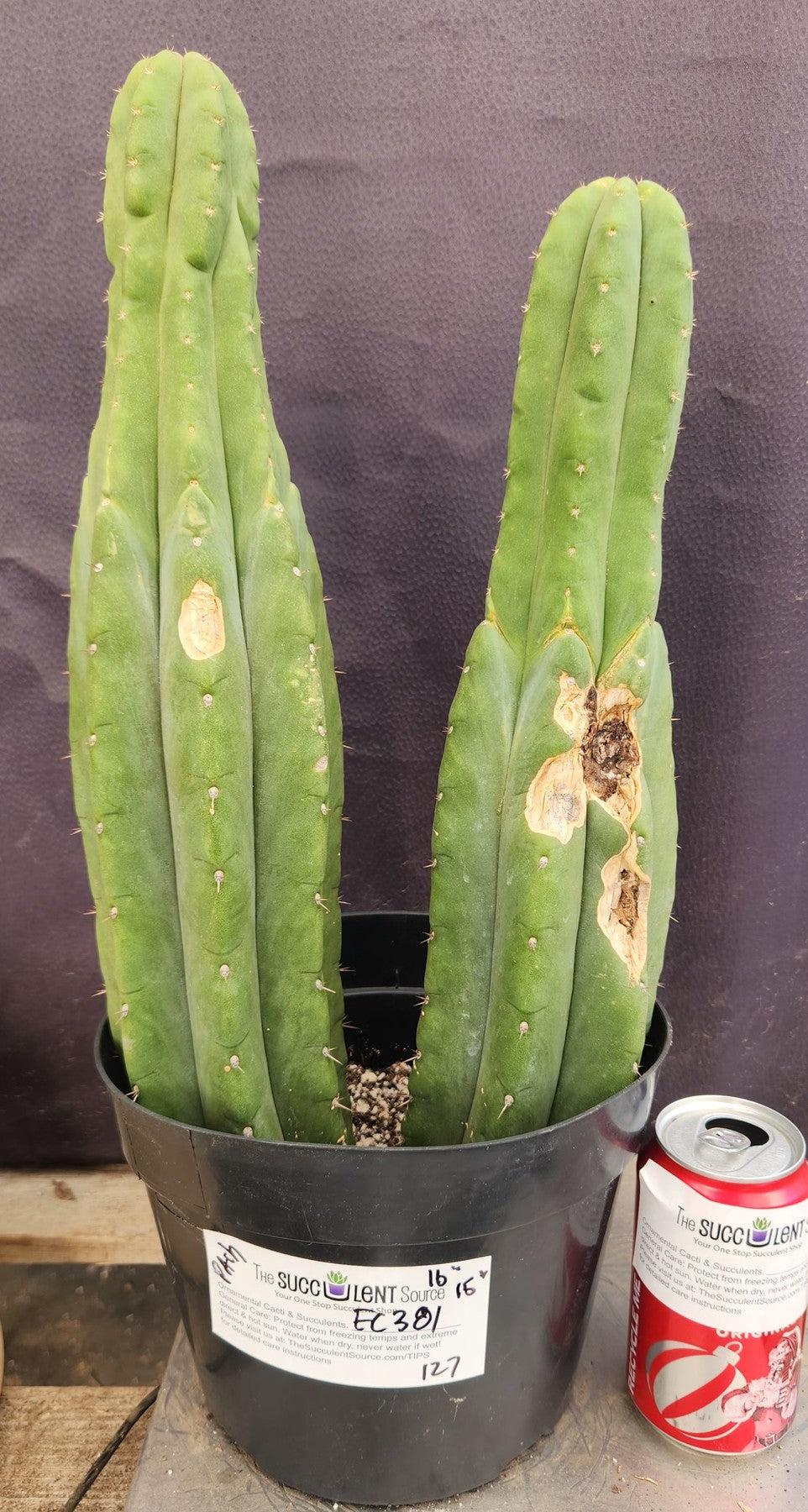 #EC381 EXACT Trichocereus Pachanoi Ornamental Cactus 16, 15”-Cactus - Large - Exact-The Succulent Source