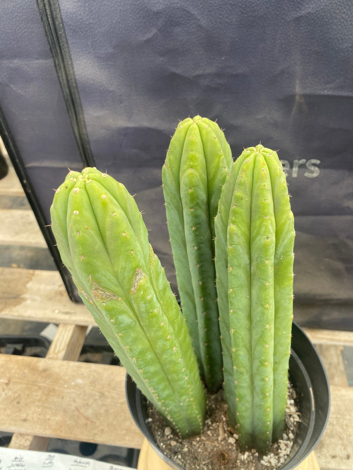 #EC381 EXACT (species) Ornamental Cactus 14,13,13”-Cactus - Large - Exact-The Succulent Source