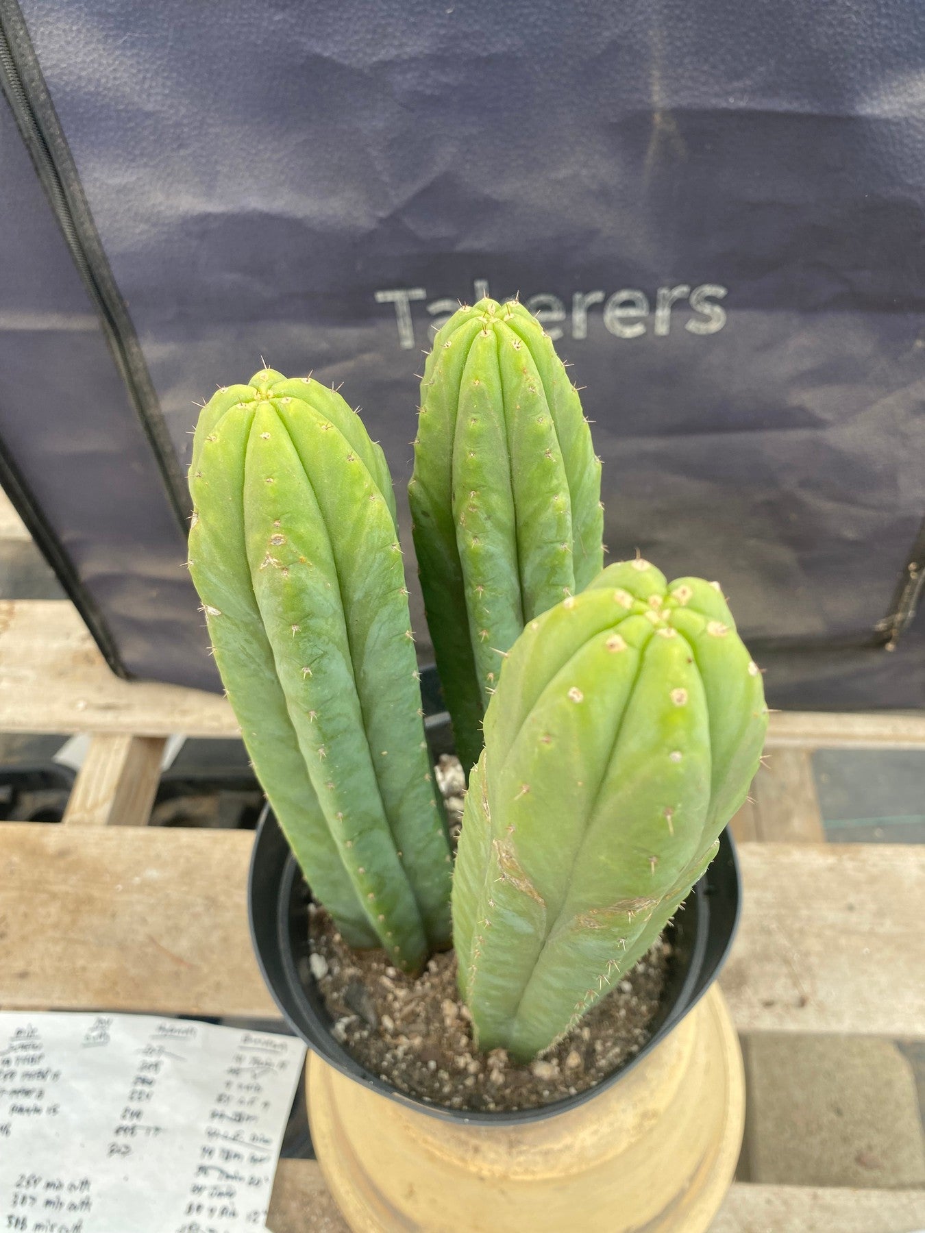 #EC381 EXACT (species) Ornamental Cactus 14,13,13”-Cactus - Large - Exact-The Succulent Source