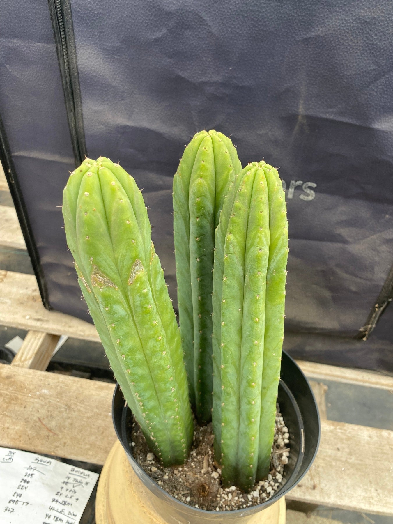 #EC381 EXACT (species) Ornamental Cactus 14,13,13”-Cactus - Large - Exact-The Succulent Source