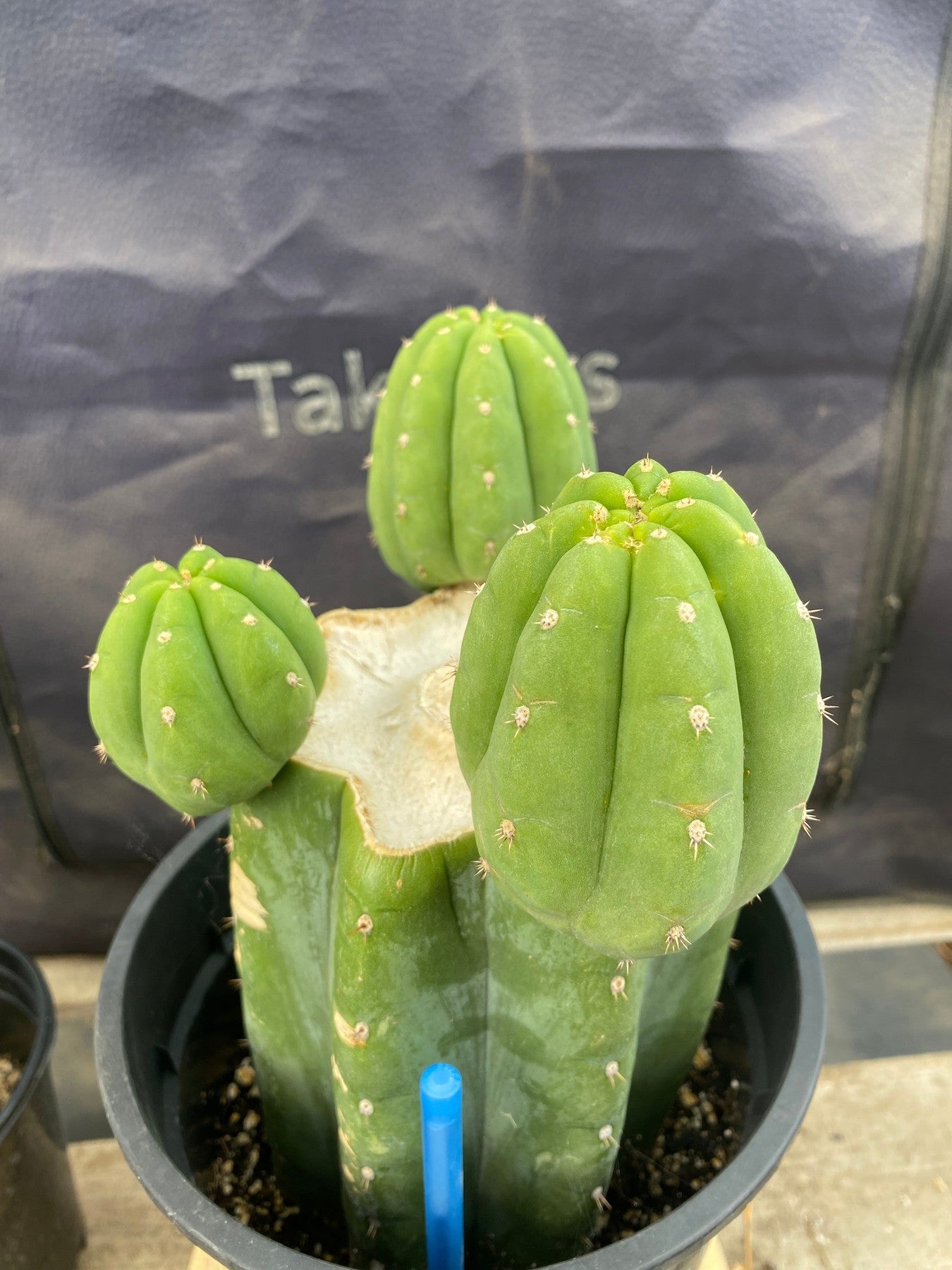 #EC382 EXACT (species) Ornamental Cactus (9)-Cactus - Large - Exact-The Succulent Source