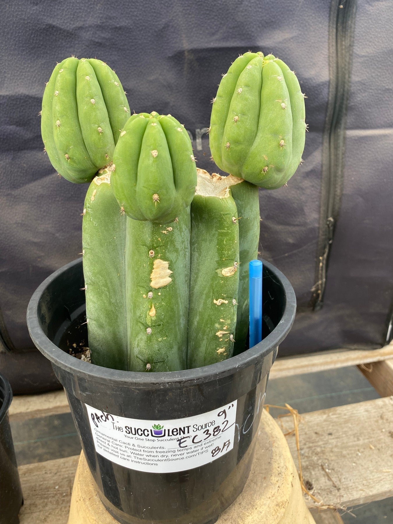 #EC382 EXACT (species) Ornamental Cactus (9)-Cactus - Large - Exact-The Succulent Source