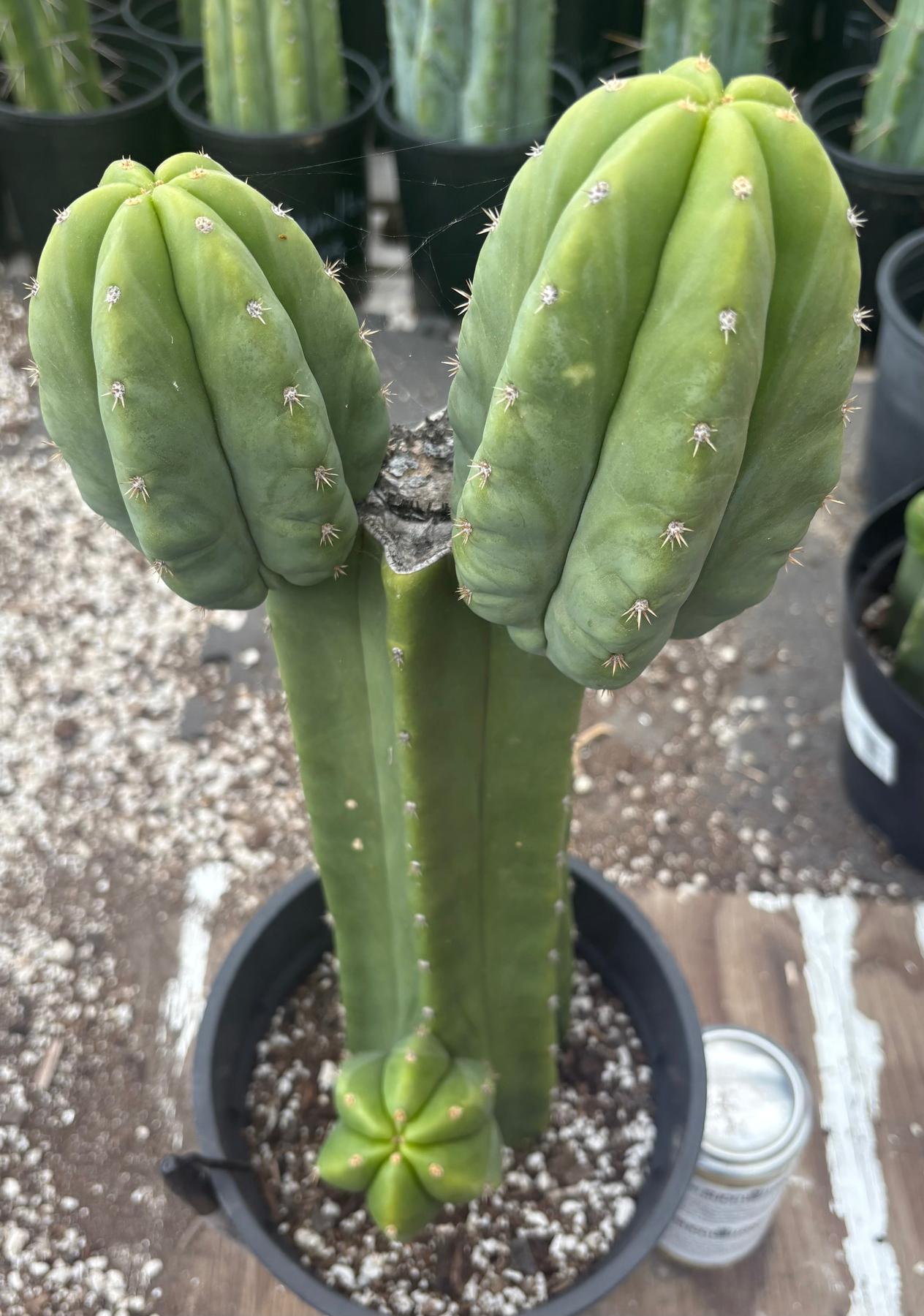 #EC382 EXACT Trichocereus Pachanoi Jessica X Scopulicola Cactus 15”-Cactus - Large - Exact-The Succulent Source