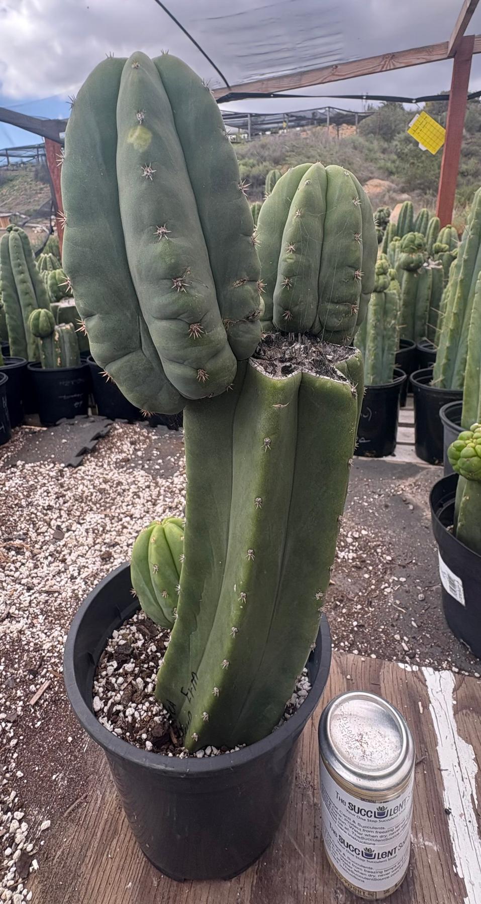 #EC382 EXACT Trichocereus Pachanoi Jessica X Scopulicola Cactus 15”-Cactus - Large - Exact-The Succulent Source