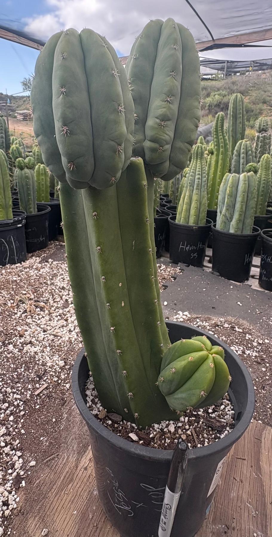 #EC382 EXACT Trichocereus Pachanoi Jessica X Scopulicola Cactus 15”-Cactus - Large - Exact-The Succulent Source