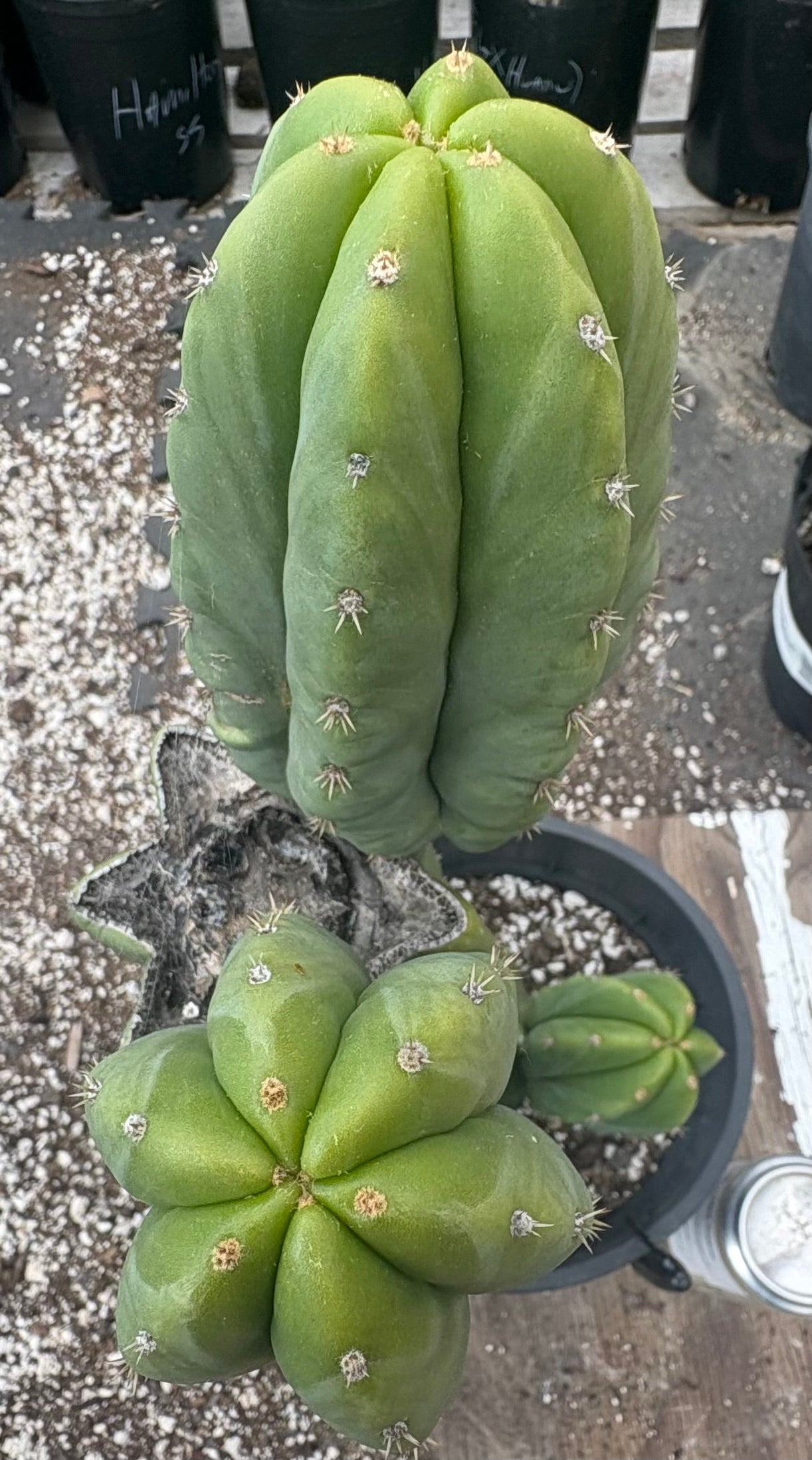 #EC382 EXACT Trichocereus Pachanoi Jessica X Scopulicola Cactus 15”-Cactus - Large - Exact-The Succulent Source