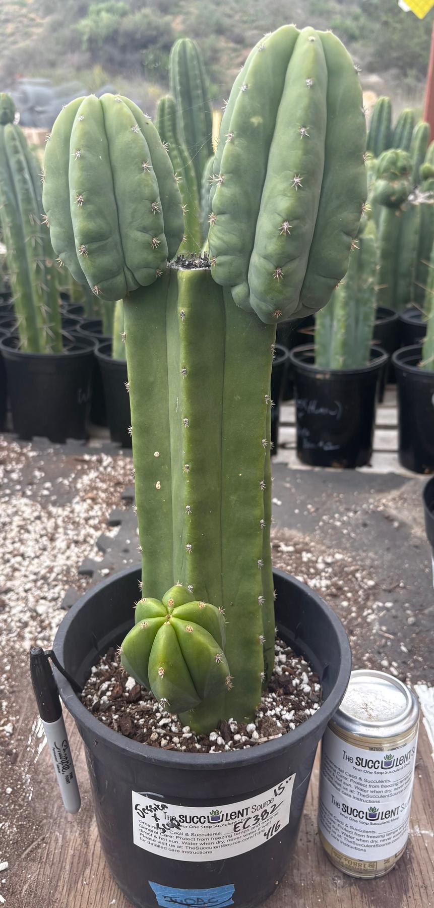 #EC382 EXACT Trichocereus Pachanoi Jessica X Scopulicola Cactus 15”-Cactus - Large - Exact-The Succulent Source