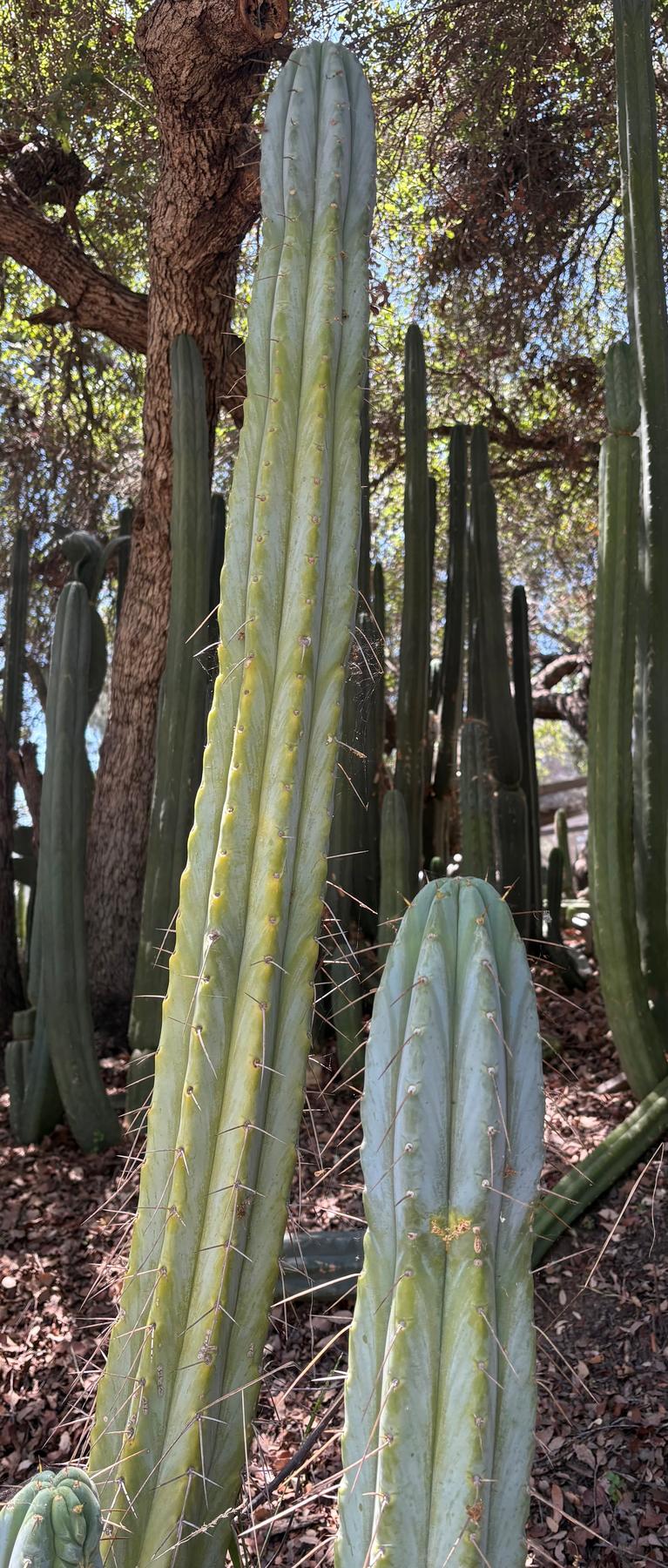 succulent source cuttings #EC382 Trichocereus “Seafoam” Cactus Cutting 8-10”