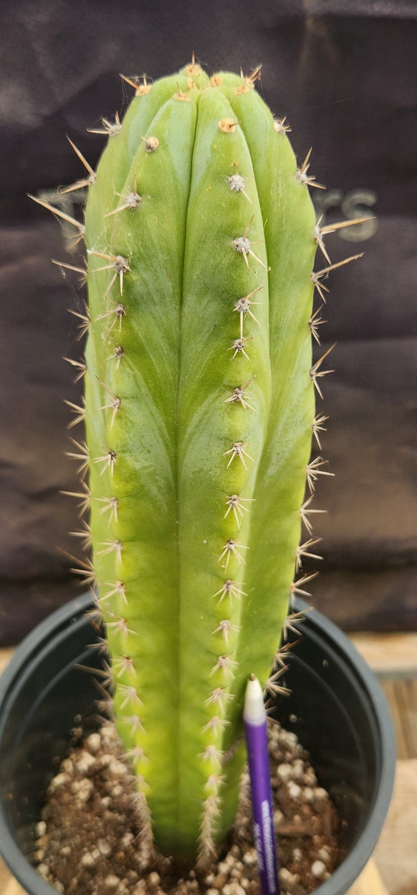 #EC383 EXACT Trichocereus Hybrid Pachanoi X JS444 Cactus 13"-Cactus - Large - Exact-The Succulent Source