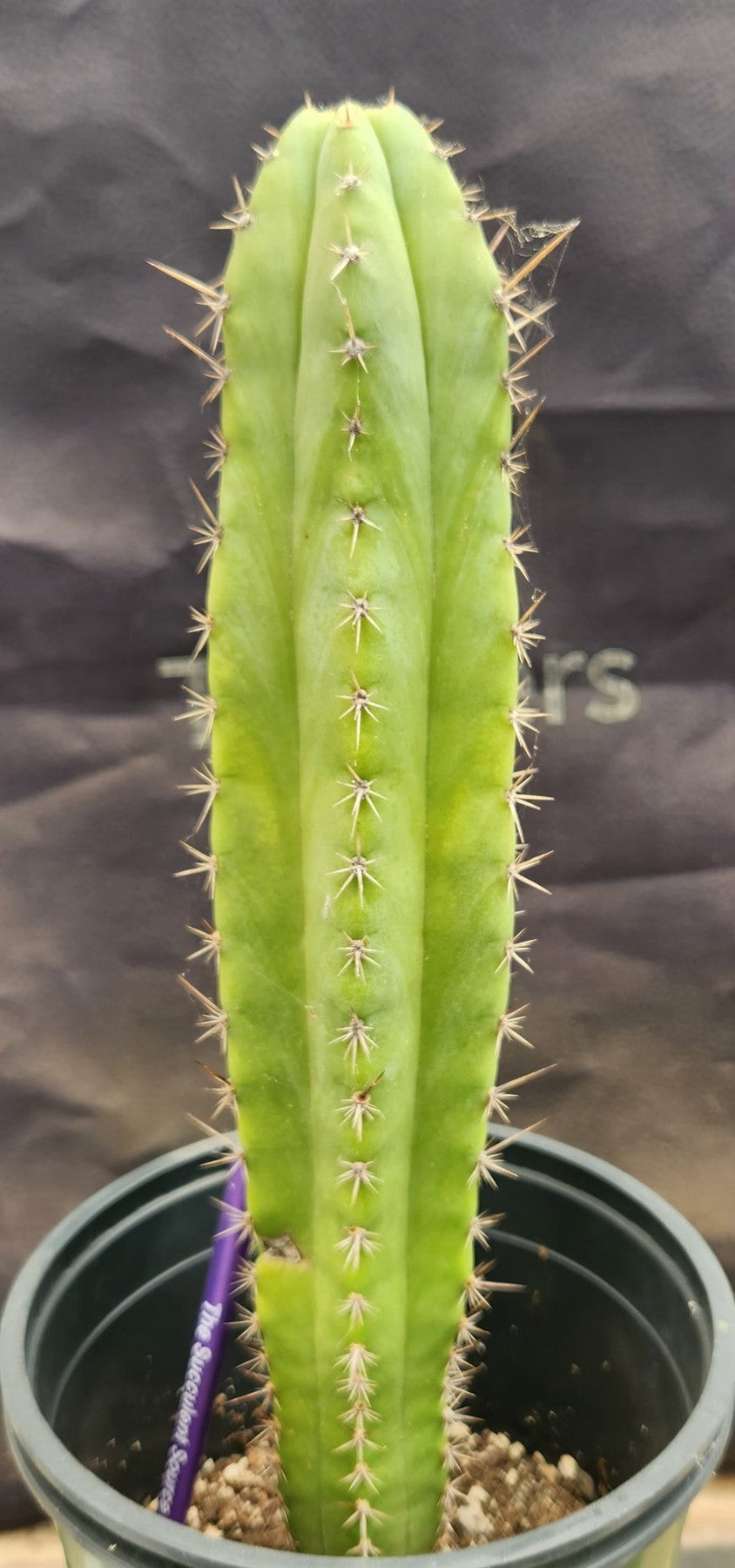 #EC383 EXACT Trichocereus Hybrid Pachanoi X JS444 Cactus 13"-Cactus - Large - Exact-The Succulent Source