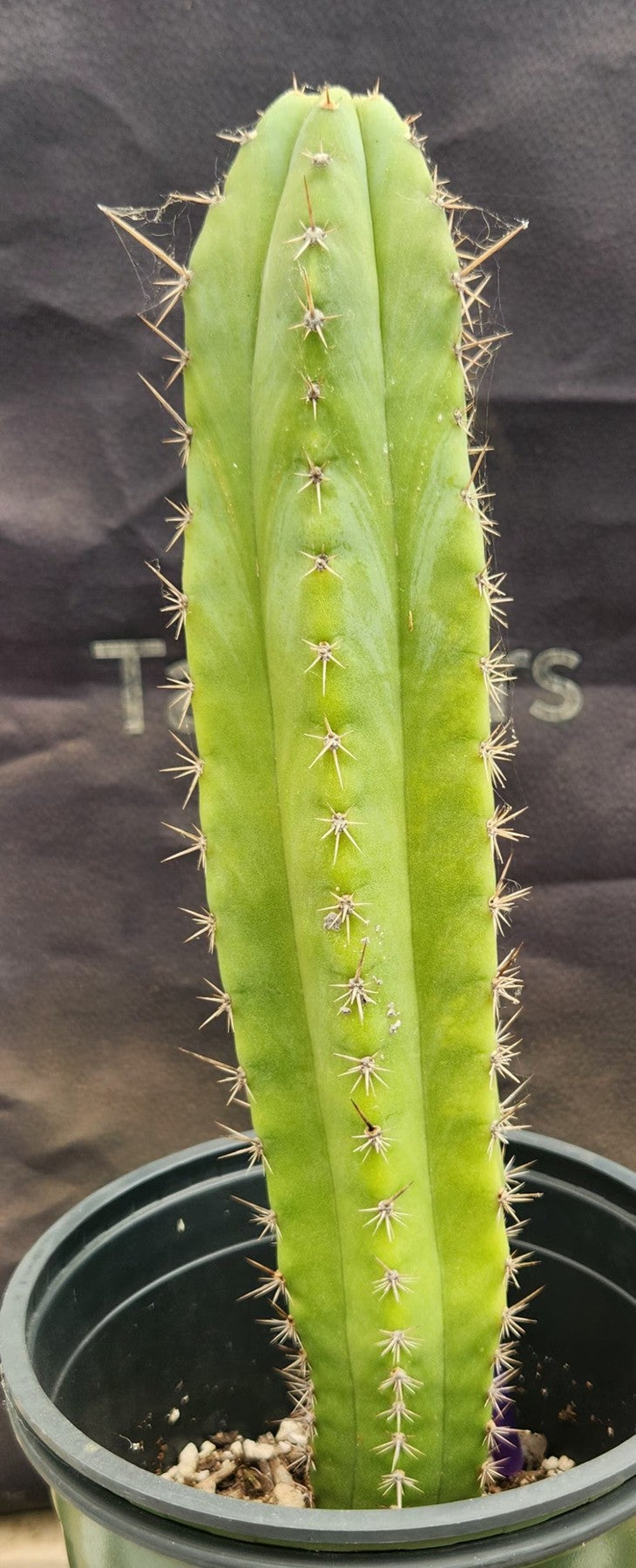 #EC383 EXACT Trichocereus Hybrid Pachanoi X JS444 Cactus 13"-Cactus - Large - Exact-The Succulent Source