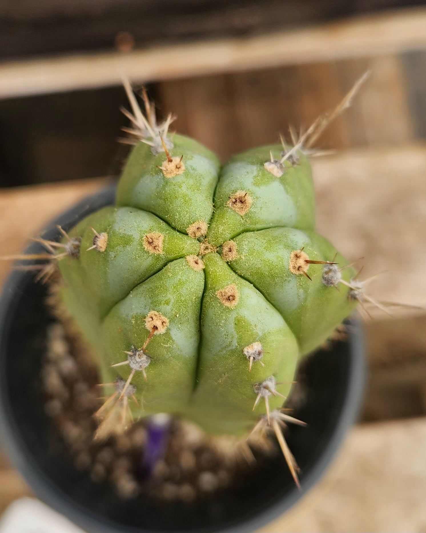 #EC383 EXACT Trichocereus Hybrid Pachanoi X JS444 Cactus 13"-Cactus - Large - Exact-The Succulent Source