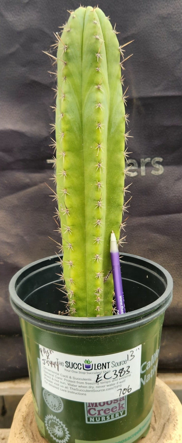 #EC383 EXACT Trichocereus Hybrid Pachanoi X JS444 Cactus 13"-Cactus - Large - Exact-The Succulent Source