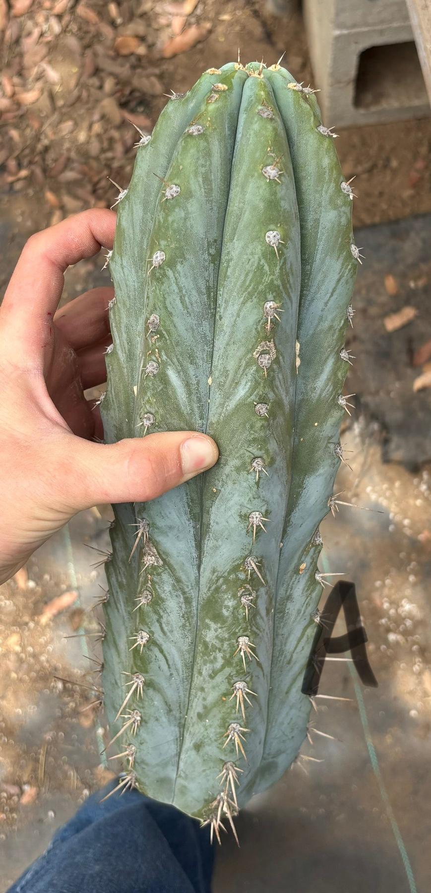 #EC384 EXACT Orgun X Peru Blue Cuts-Cactus - Large - Exact-The Succulent Source
