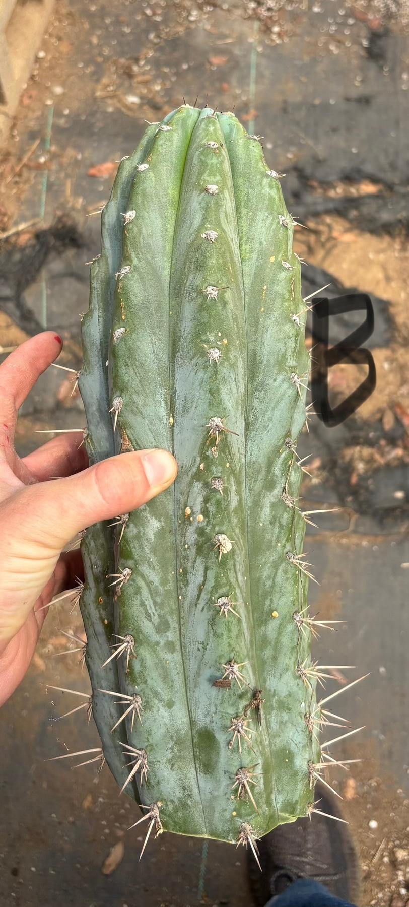 #EC384 EXACT Orgun X Peru Blue Cuts-Cactus - Large - Exact-The Succulent Source