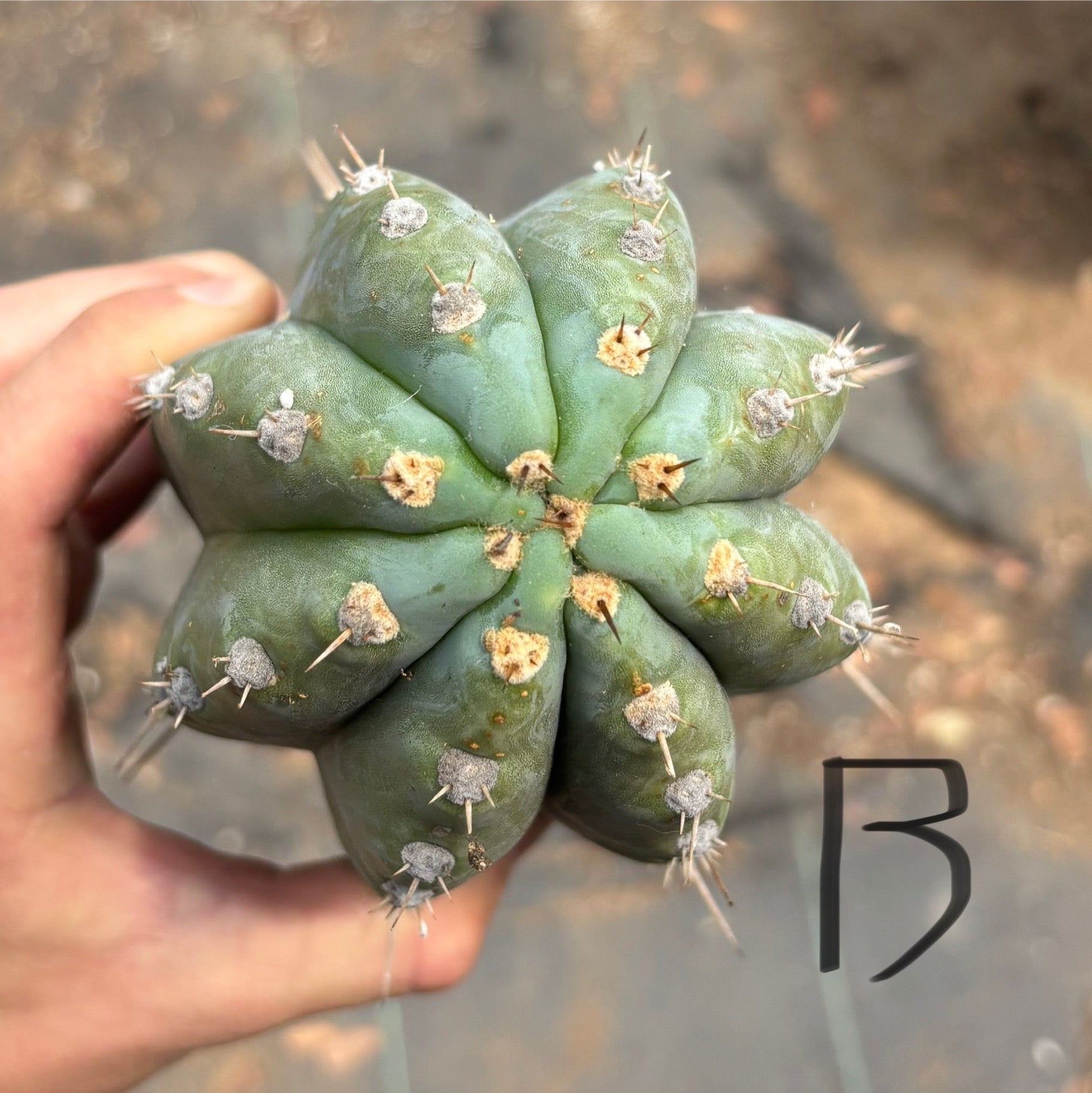 #EC384 EXACT Orgun X Peru Blue Cuts-Cactus - Large - Exact-The Succulent Source