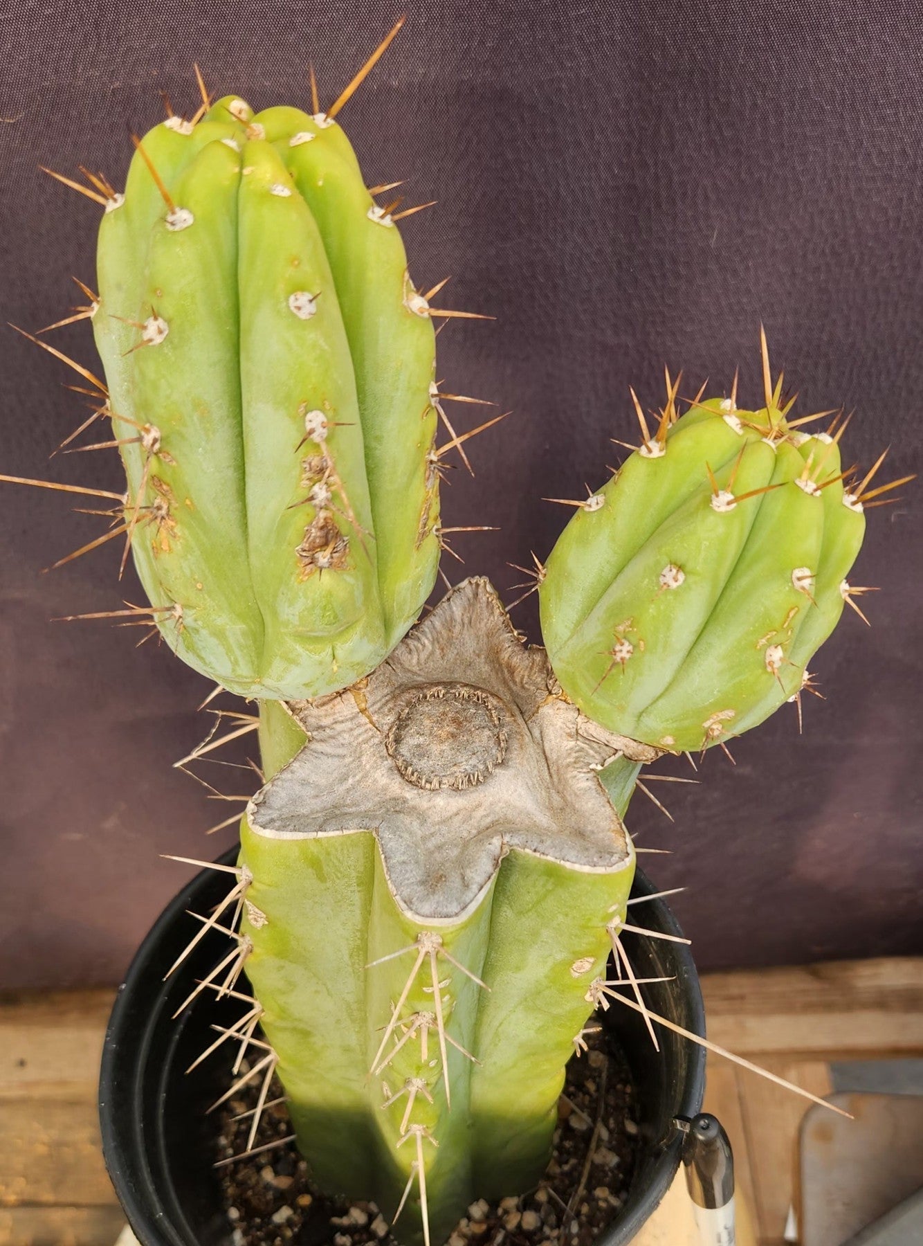 #EC384 EXACT Trichocereus Bridgesii Boulder Cactus 12"-Cactus - Large - Exact-The Succulent Source