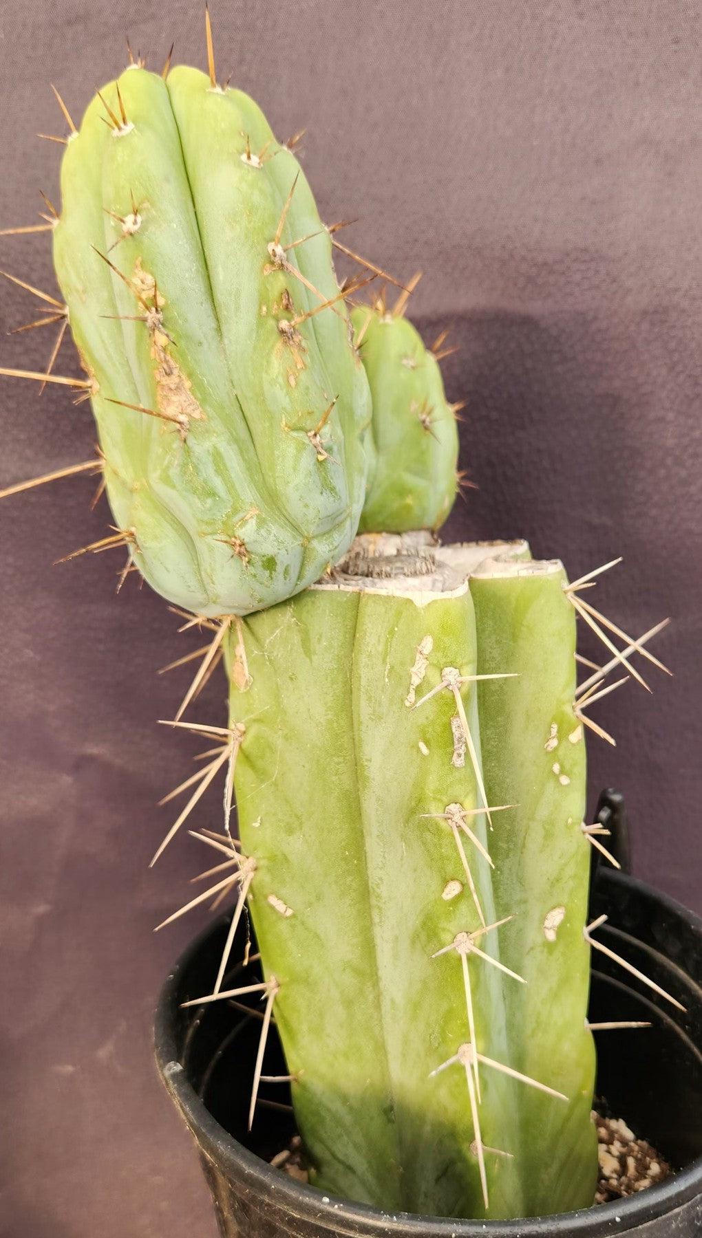 #EC384 EXACT Trichocereus Bridgesii Boulder Cactus 12"-Cactus - Large - Exact-The Succulent Source